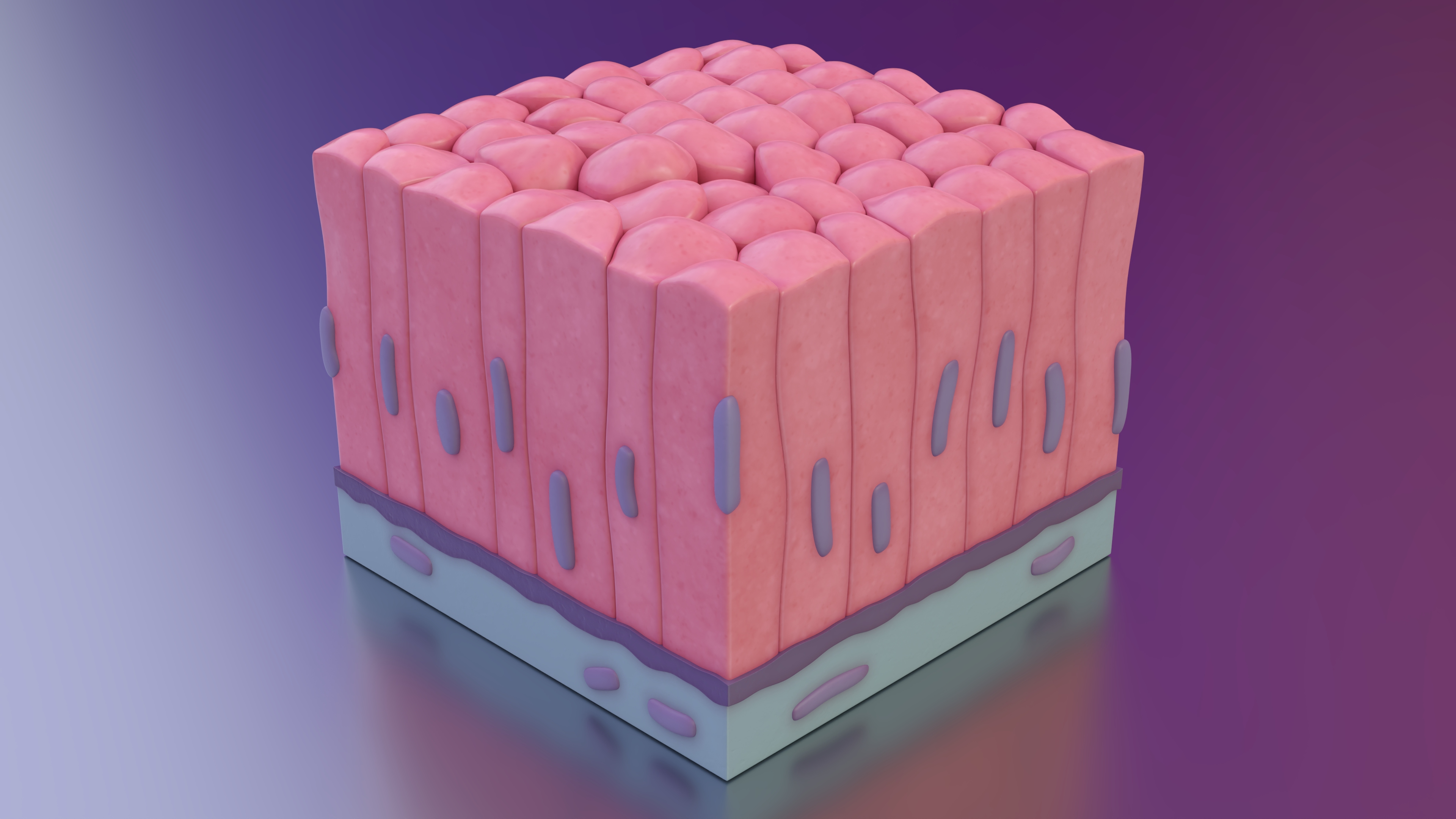 Columnar Epithelium 3D model