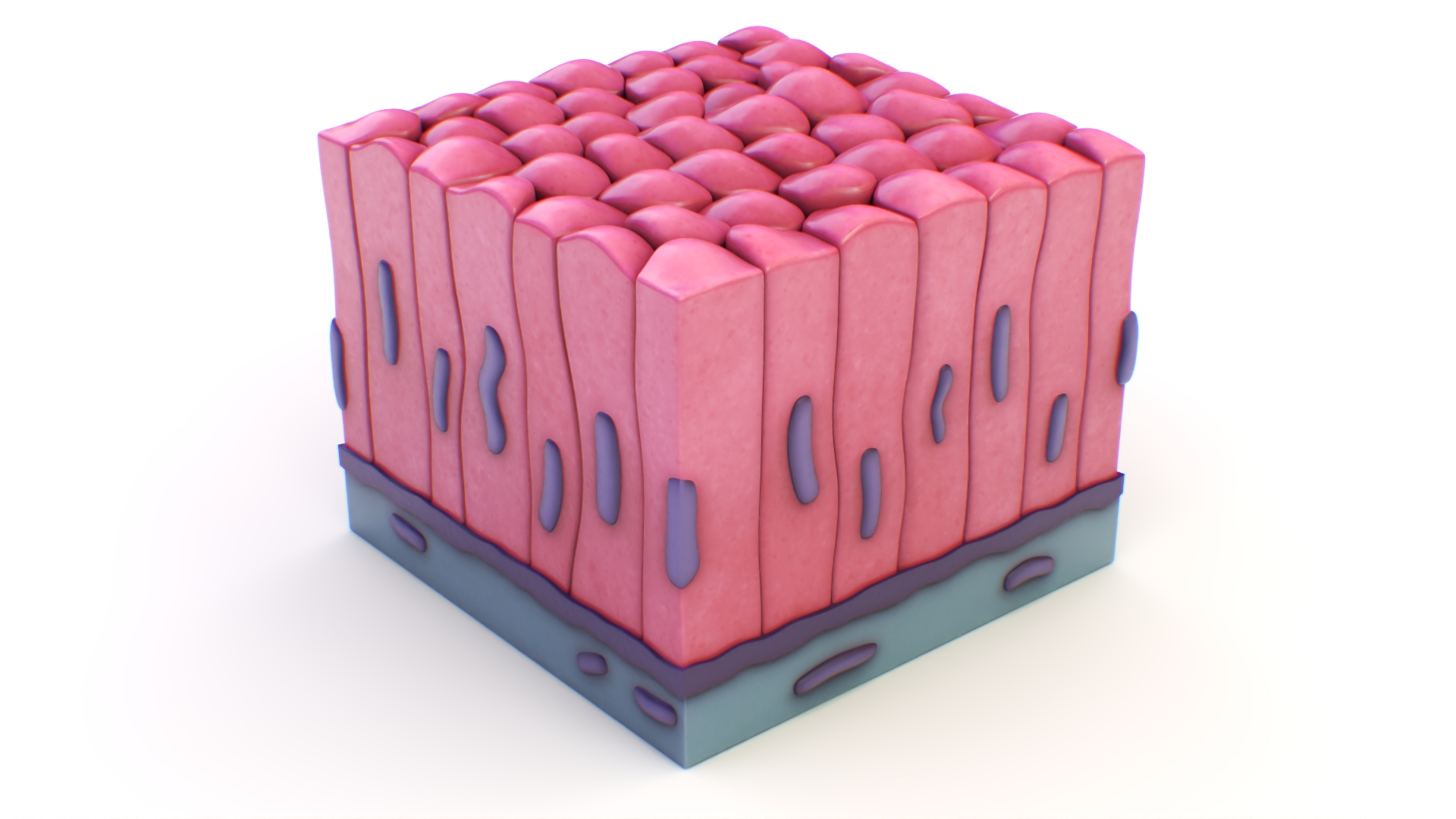 Columnar Epithelium 3D model