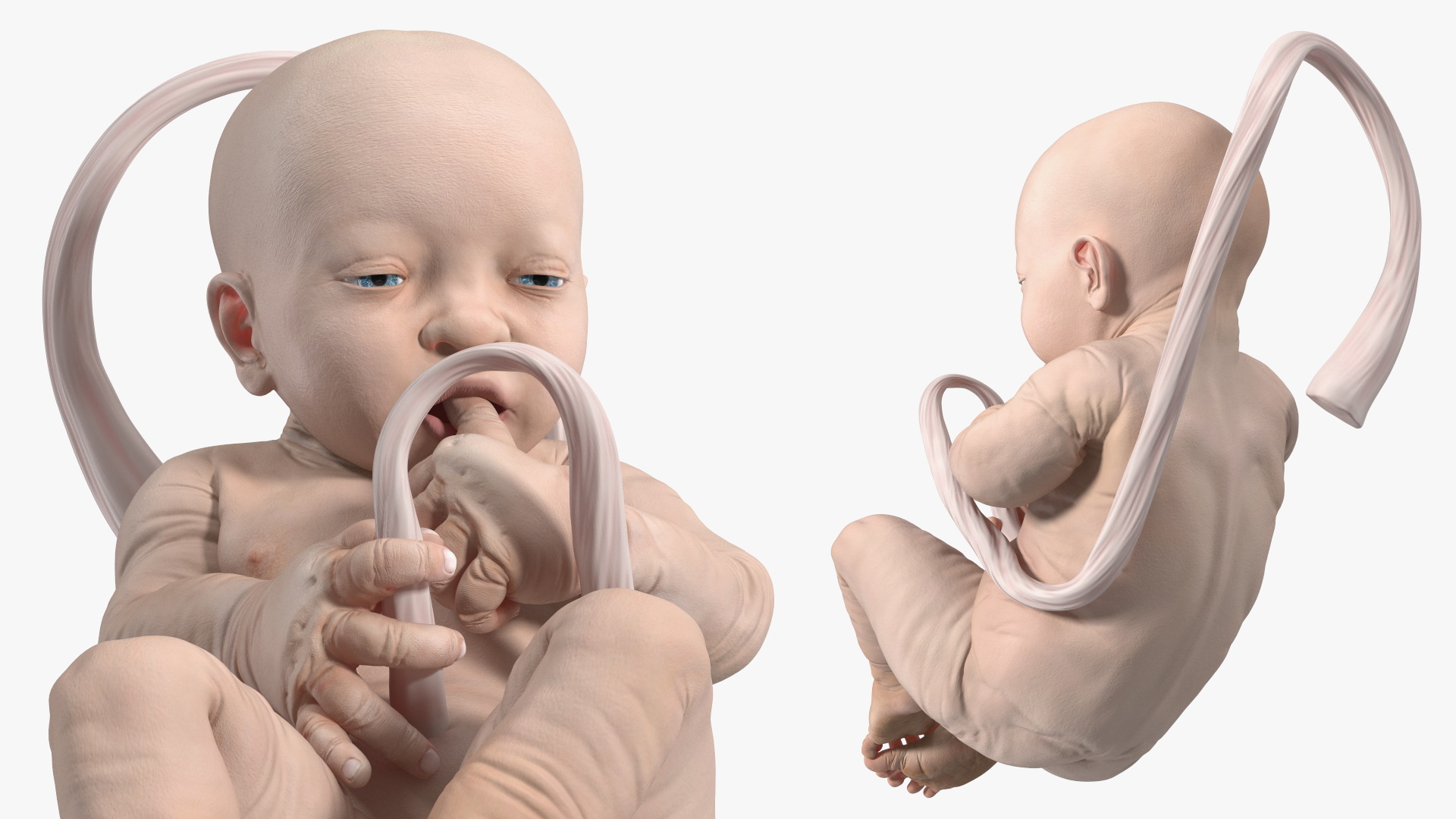 3D Human Artificial Womb with Child White model