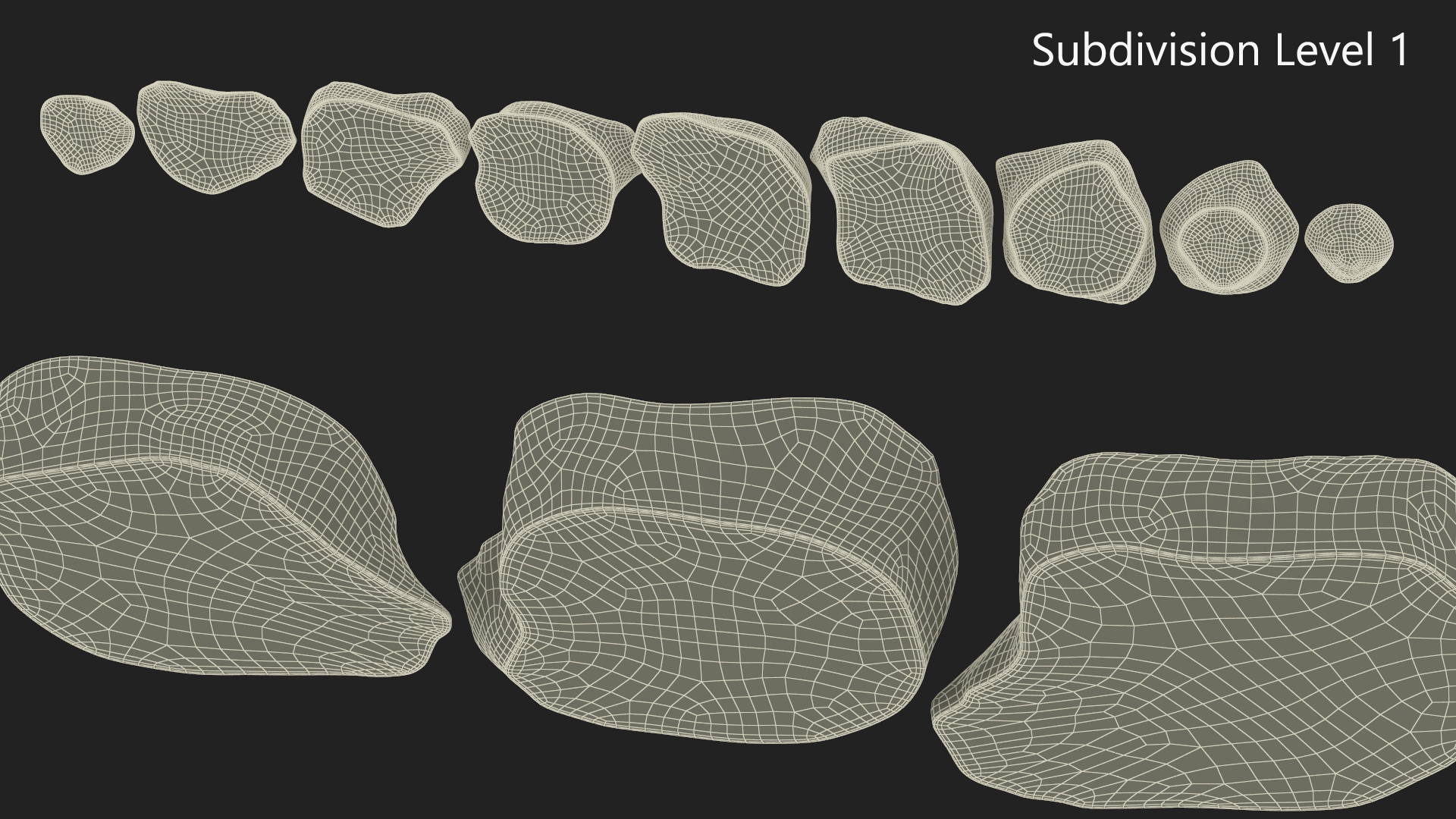 3D Sunroot Cut in Slices