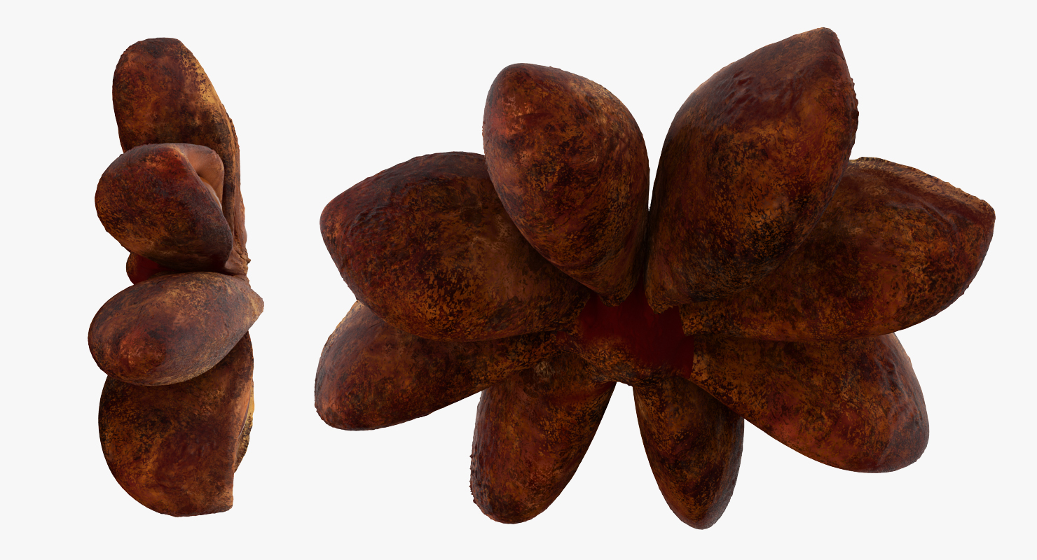 3D model Star Anise