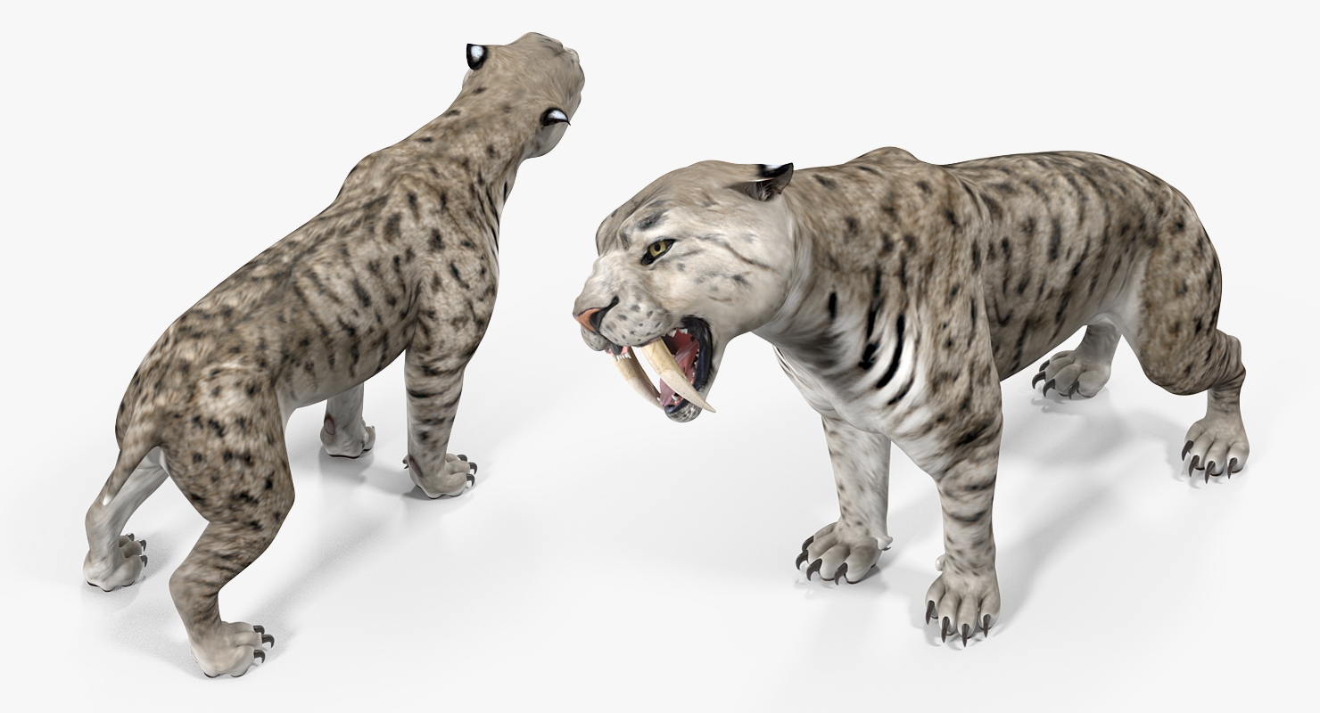 Arctic Saber Tooth Cat Growls Pose 3D model