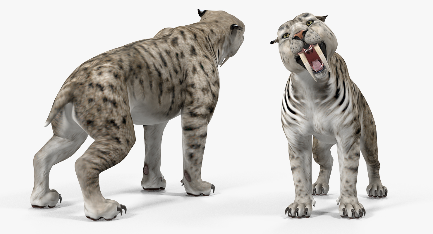 Arctic Saber Tooth Cat Growls Pose 3D model