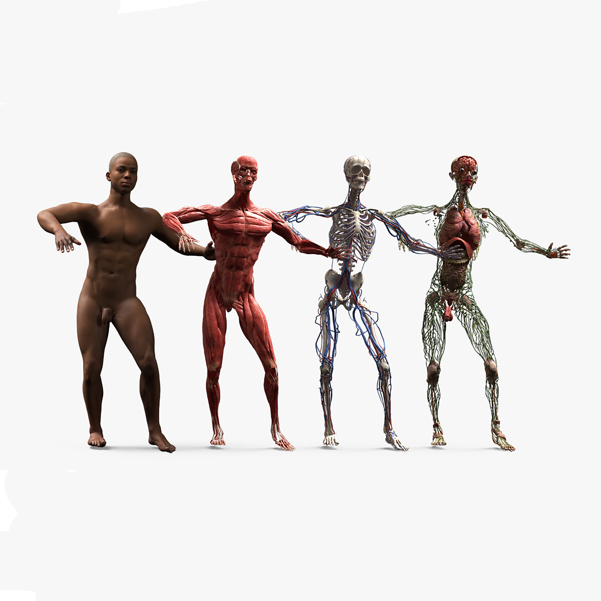 3D Male Full Body Anatomy Negroid Rigged for Maya