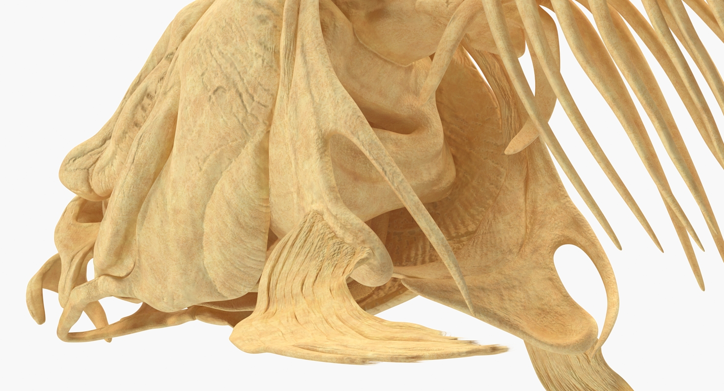 3D Carp Skeleton for 3D Print