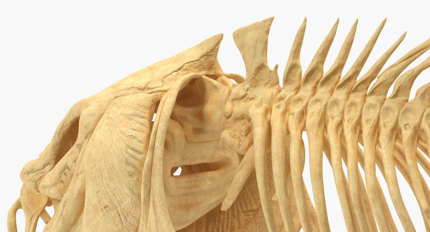 3D Carp Skeleton for 3D Print