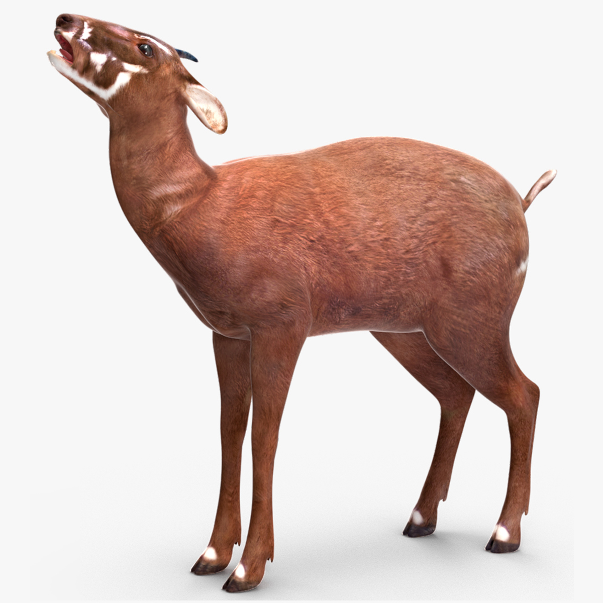 3D Saola Rigged for Maya