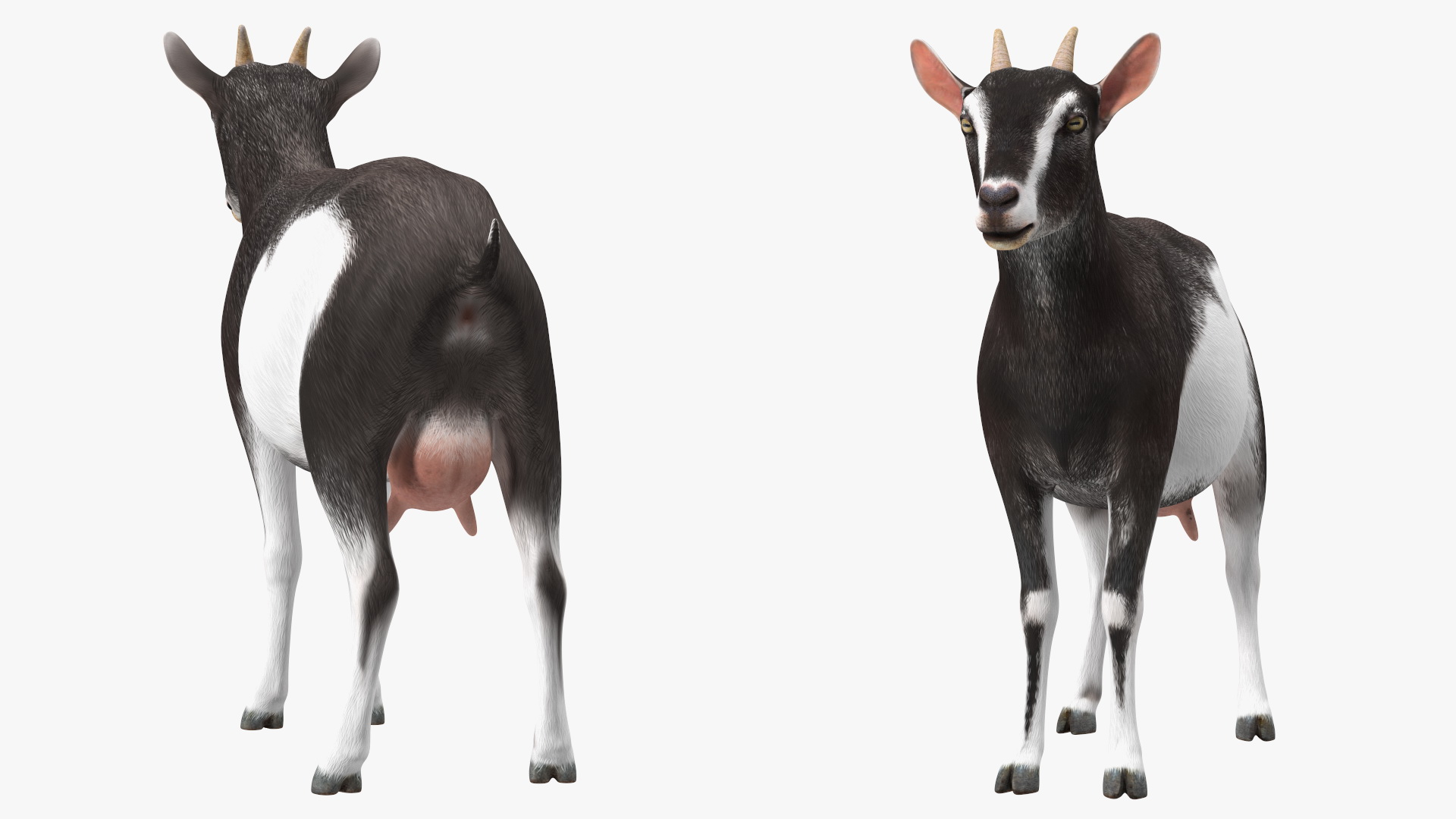 3D Domestic Goat model