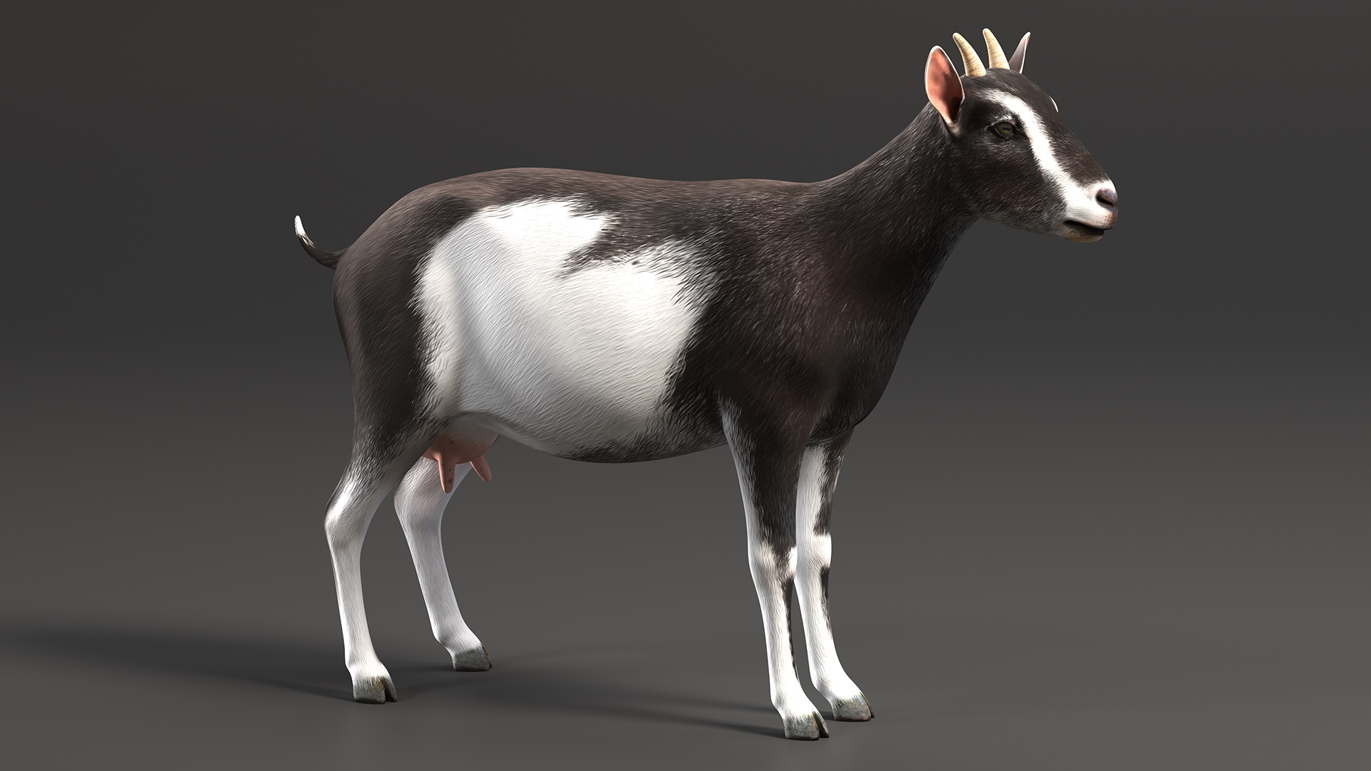 3D Domestic Goat model