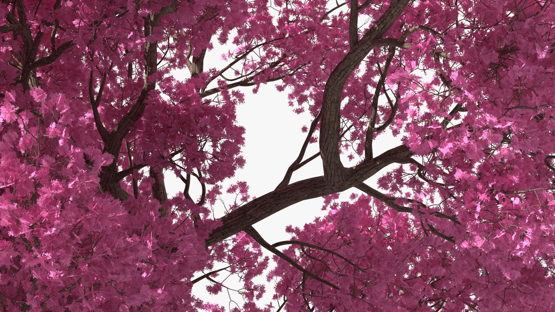 3D Pink Trumpet Tree Big