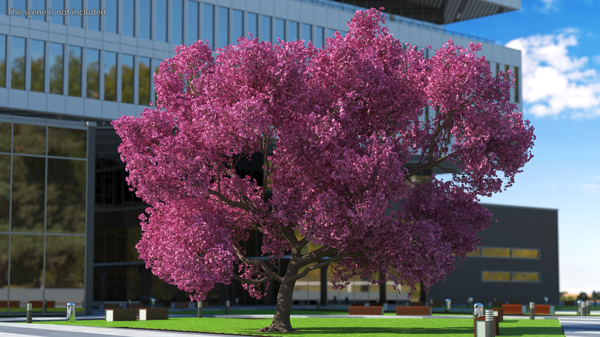 3D Pink Trumpet Tree Big