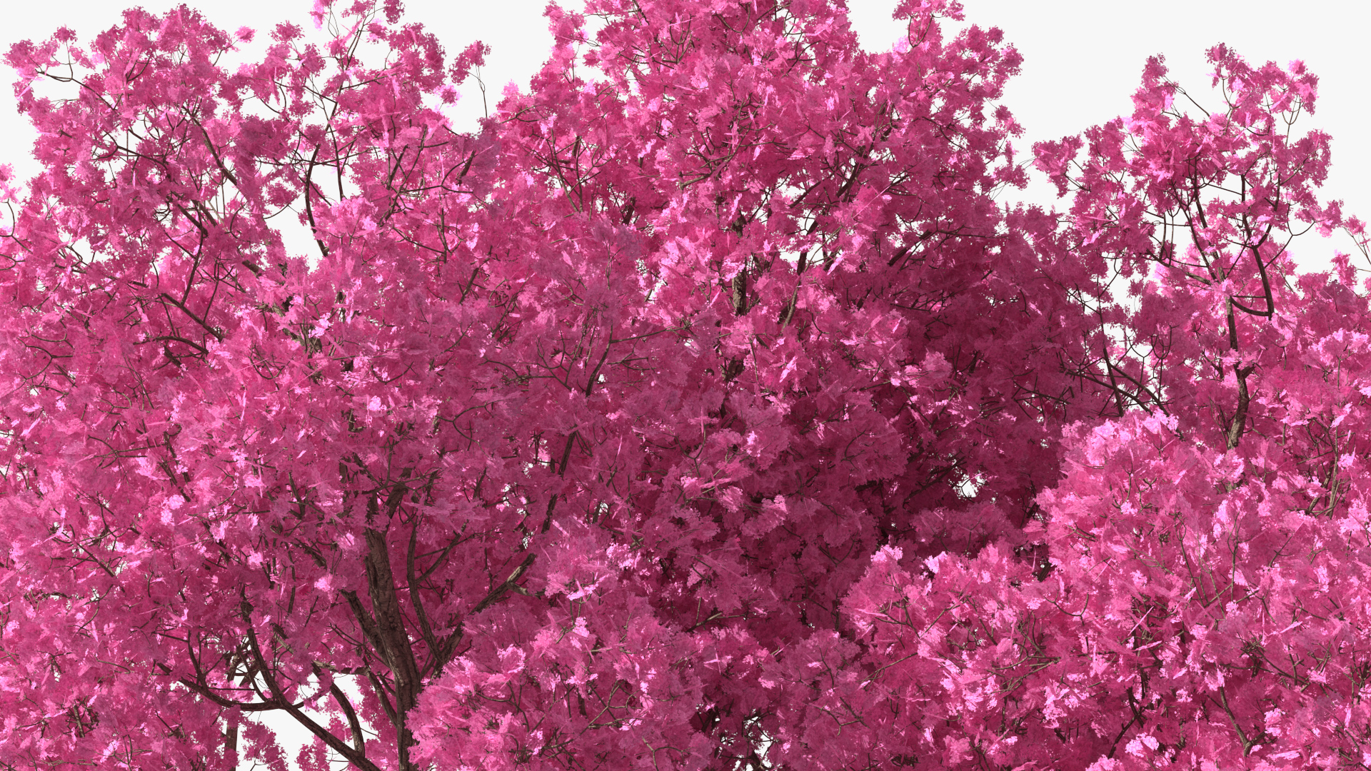 3D Pink Trumpet Tree Big