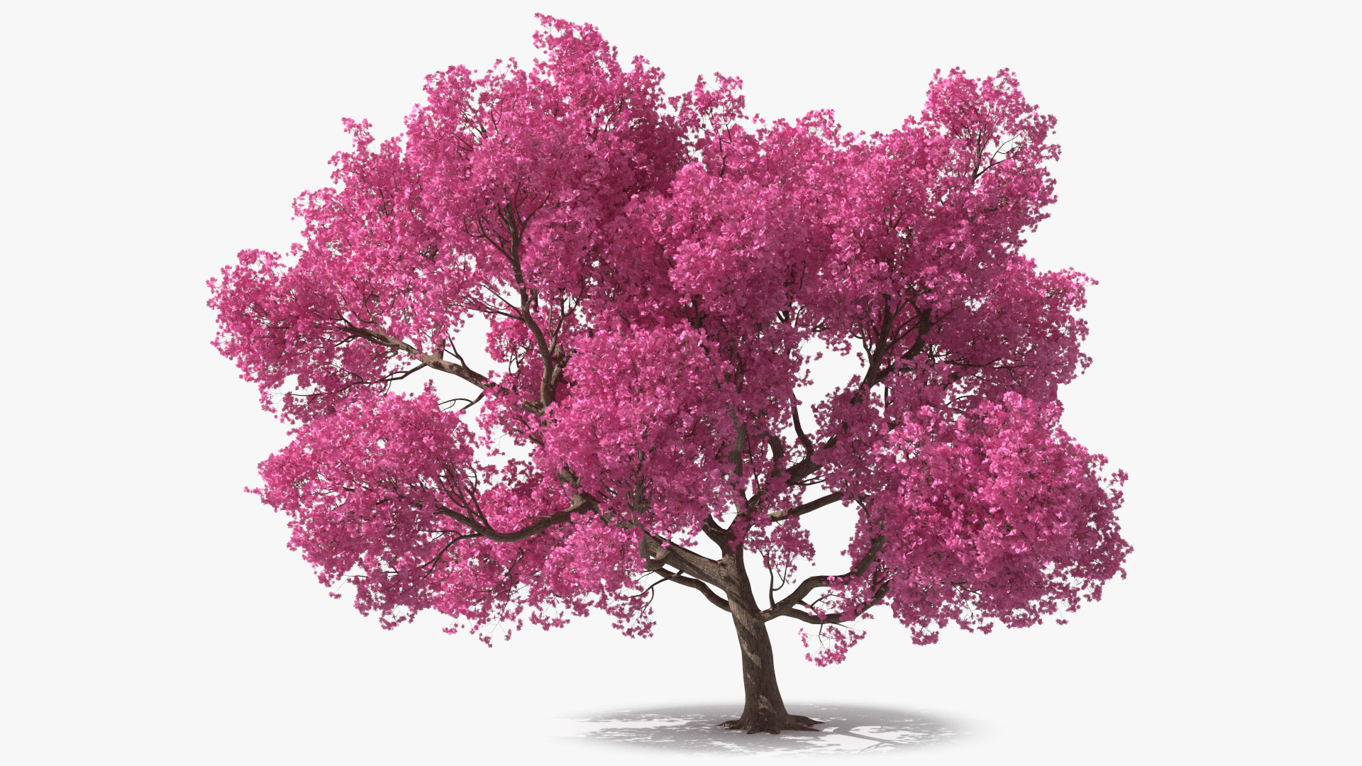 3D Pink Trumpet Tree Big