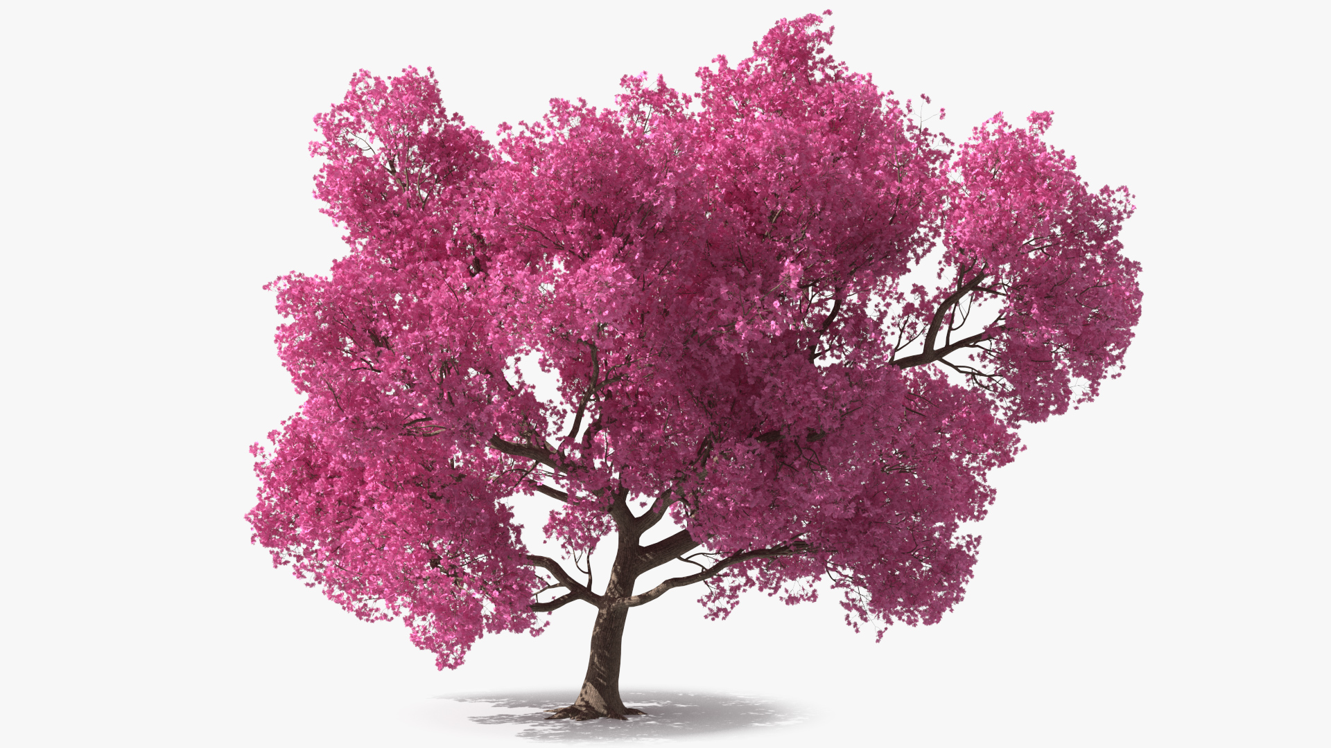 3D Pink Trumpet Tree Big