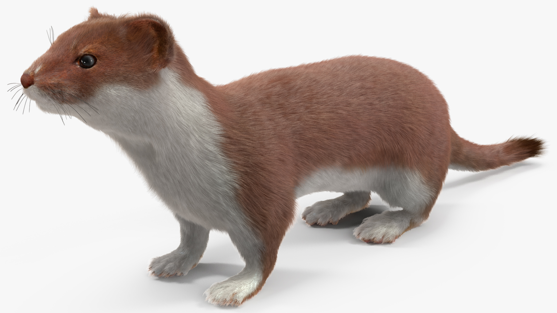 3D model Stoat Brown Fur