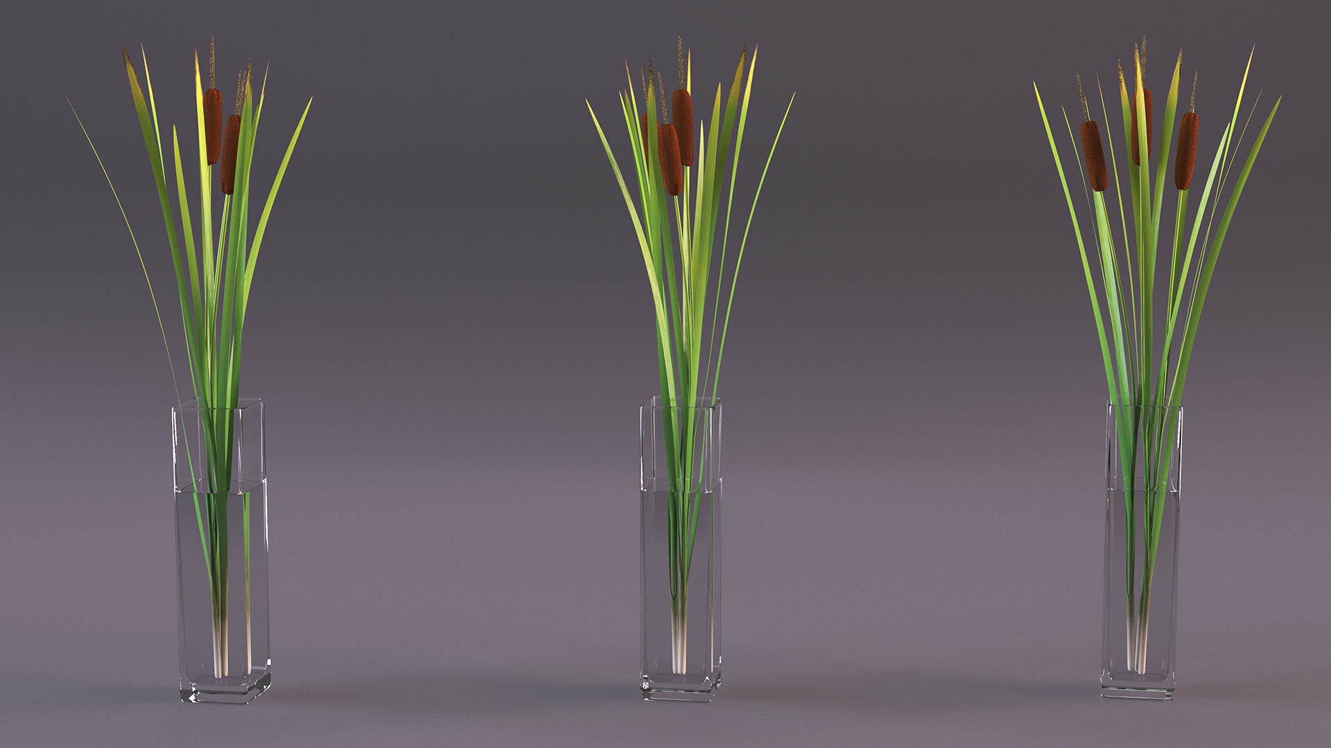 3D Cattail in Glass Vase