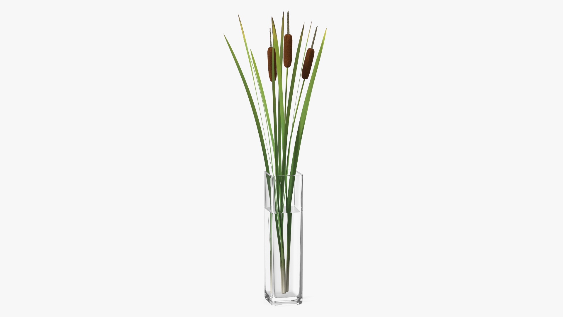 3D Cattail in Glass Vase