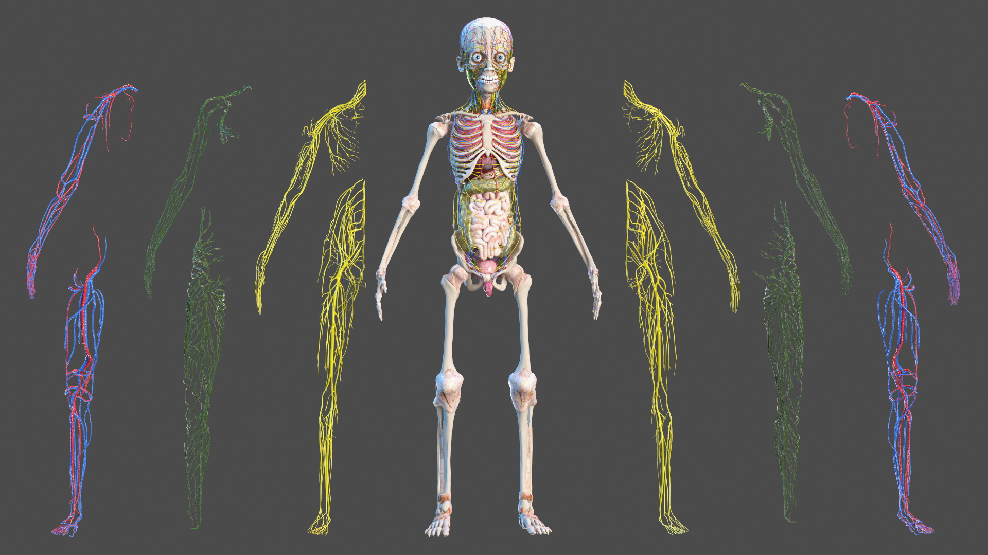 3D Young Man Body Anatomy without Muscles model