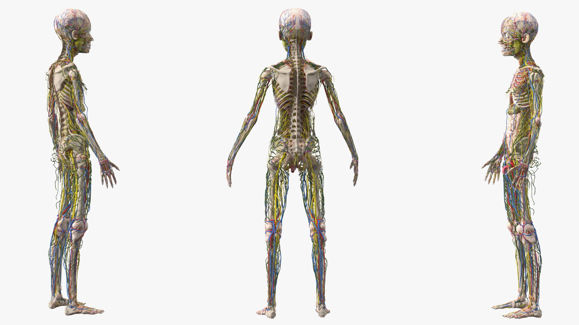 3D Young Man Body Anatomy without Muscles model