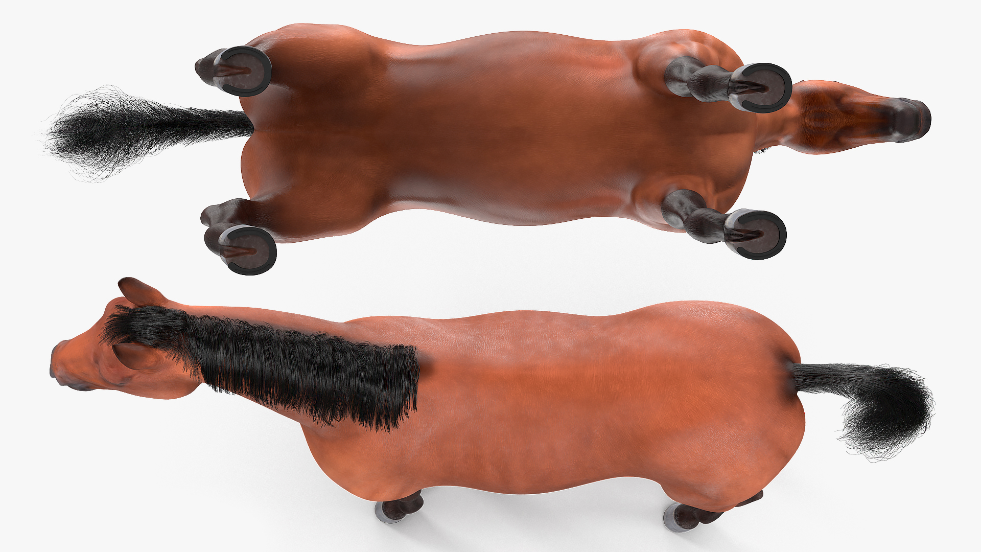 3D model Bay Horse Fur Rigged