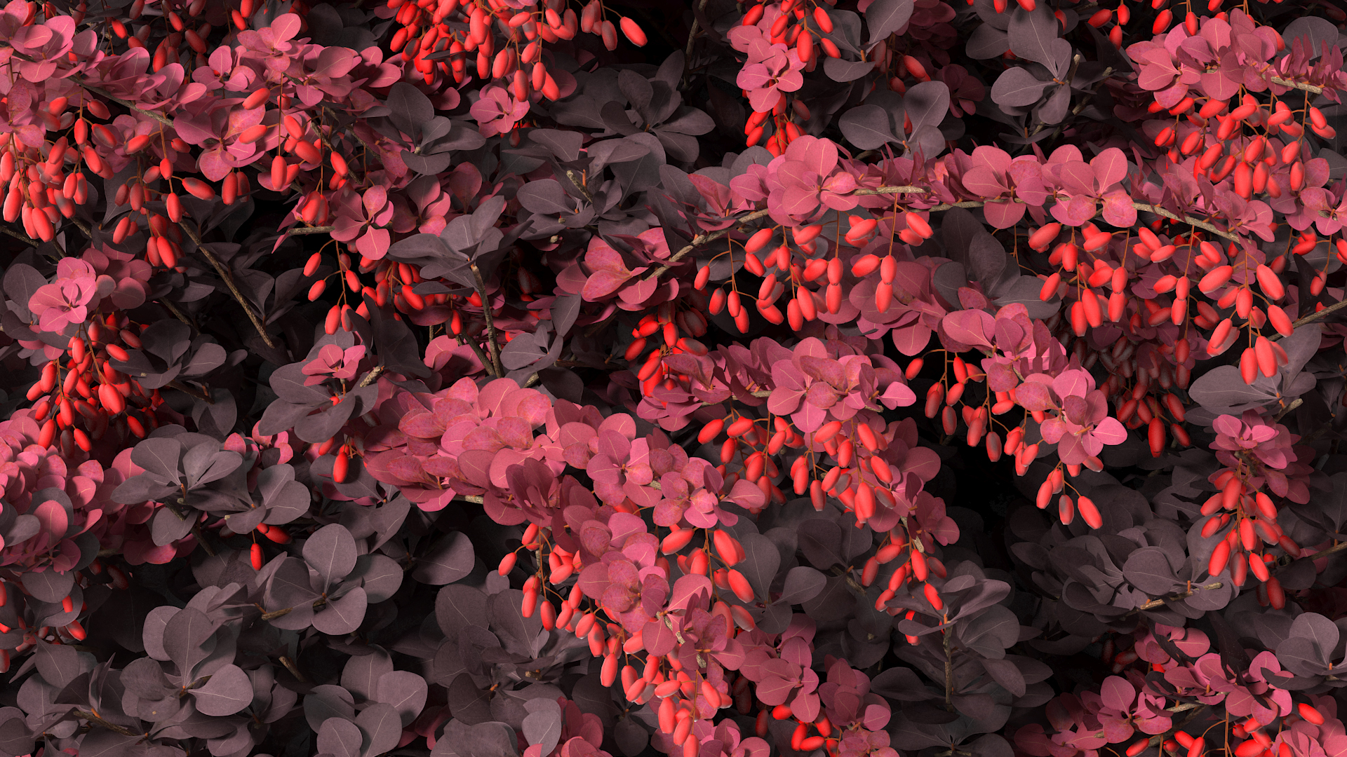 3D Berberis Shrub with Fruits