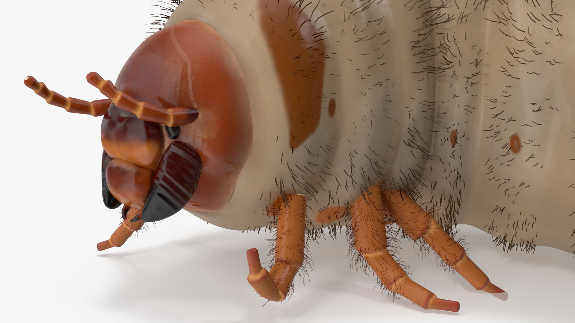 3D model Maggot May Bug Rigged Fur