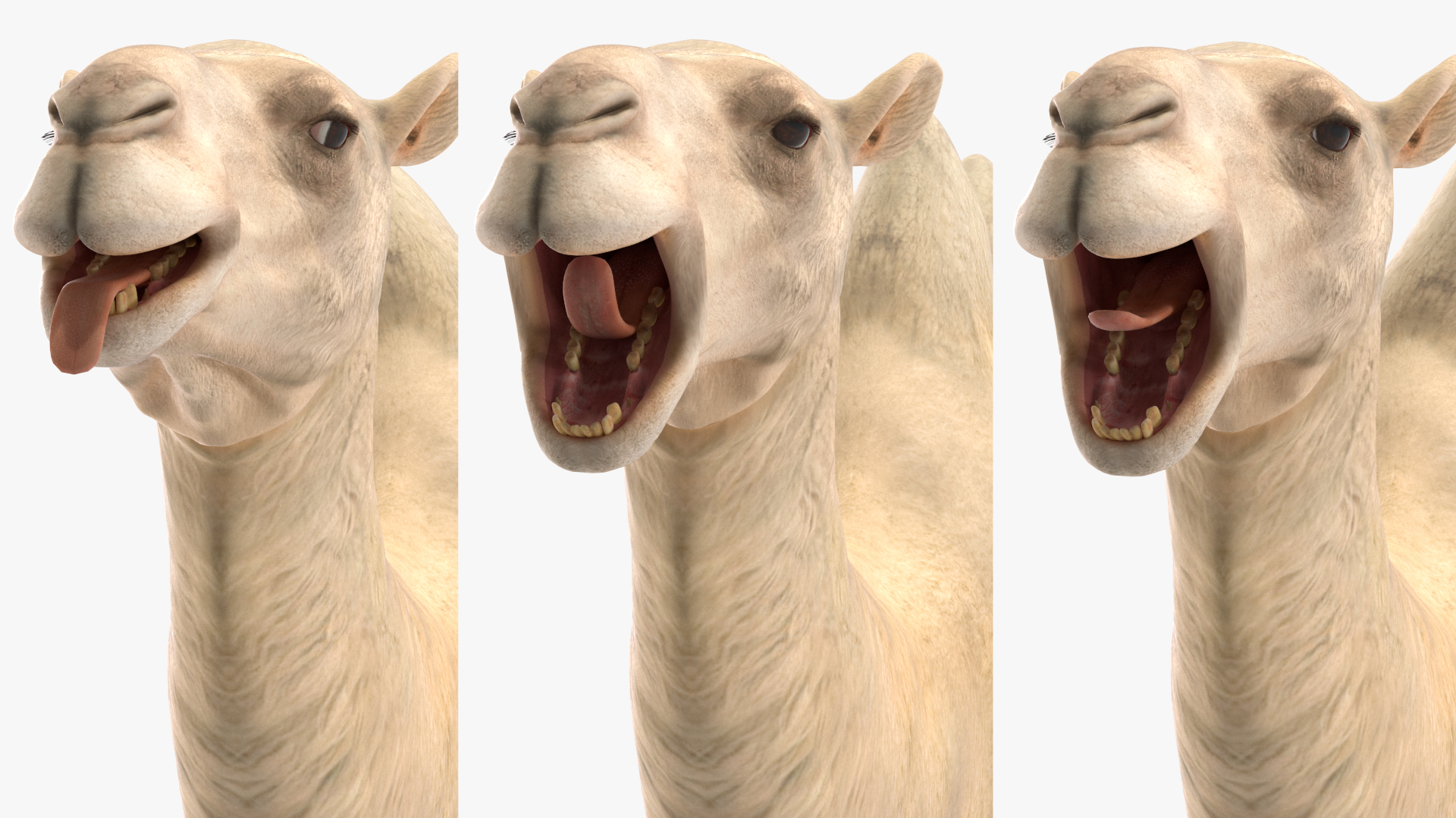 Bactrian Camel Light Colored Rigged for Maya 3D model