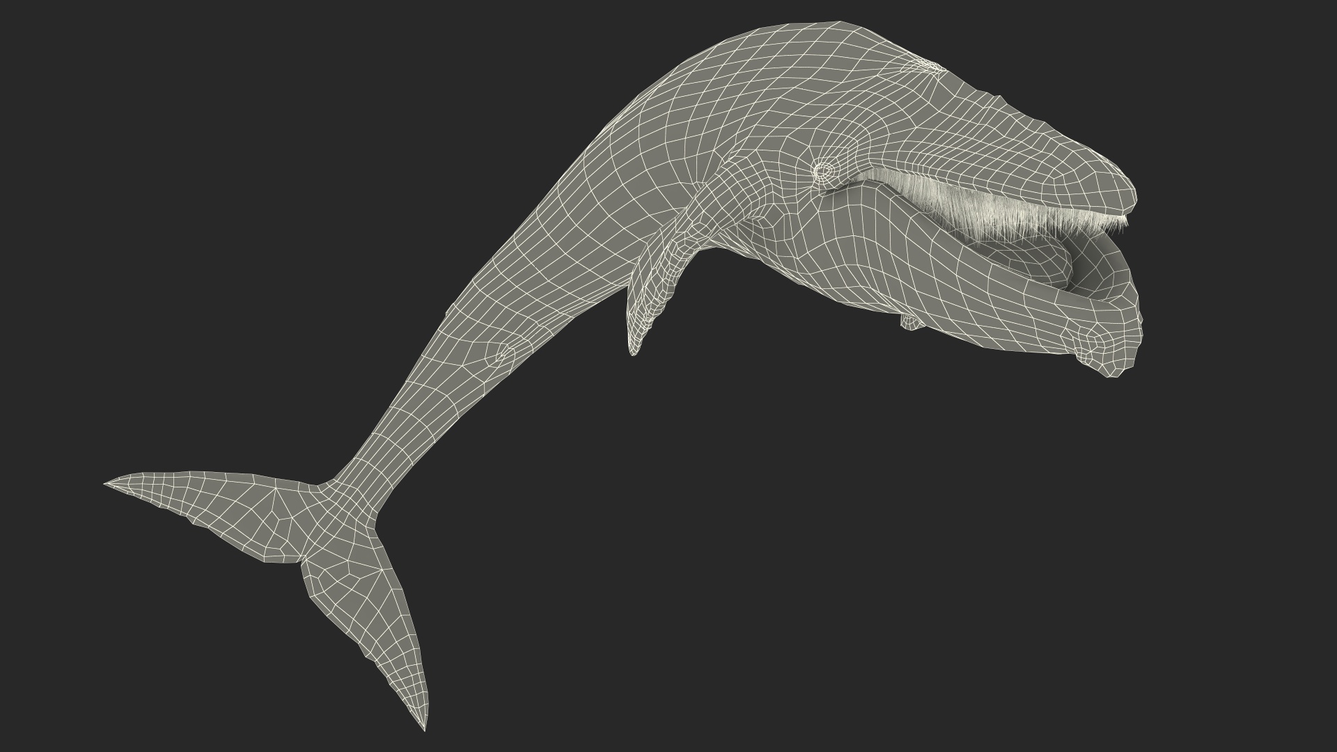 3D Old Blue Whale Resting Pose Fur