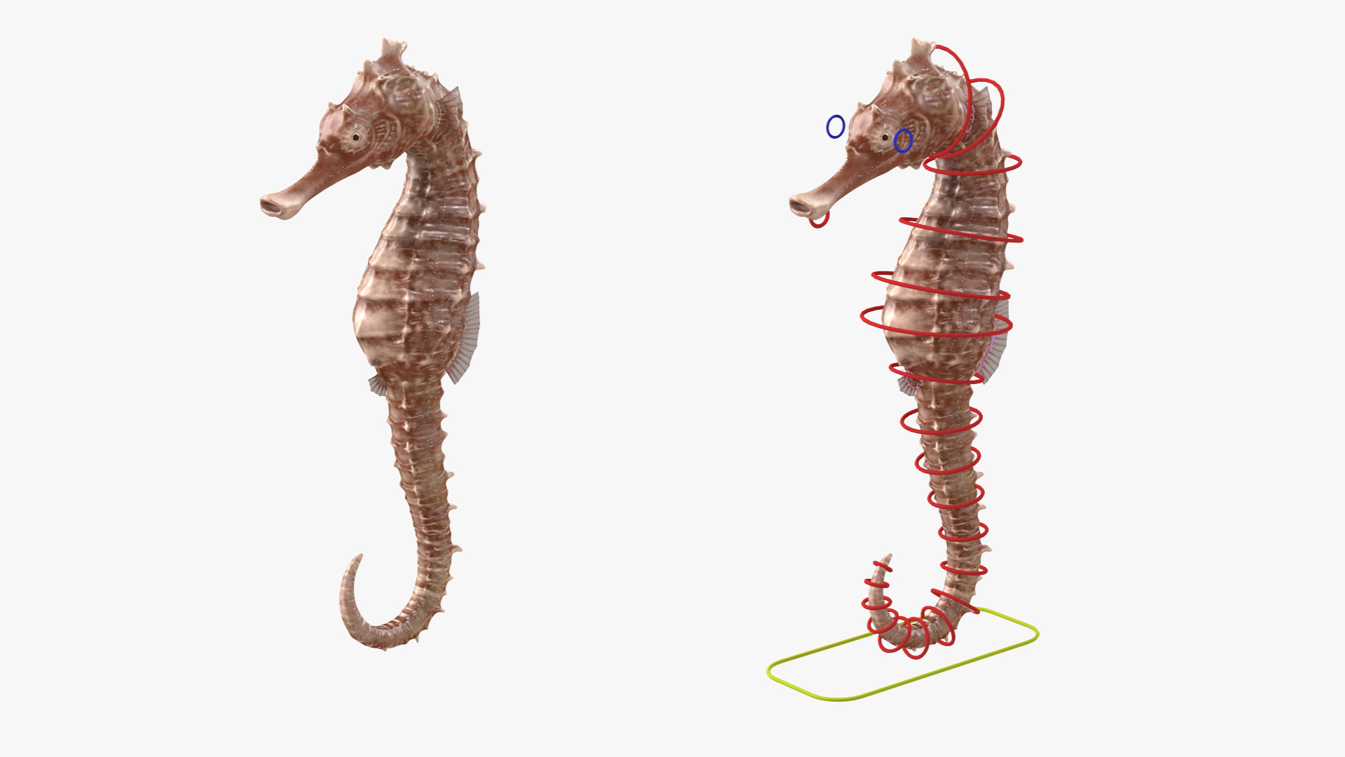 3D model Spotted Seahorse Hippocampus Kuda Rigged