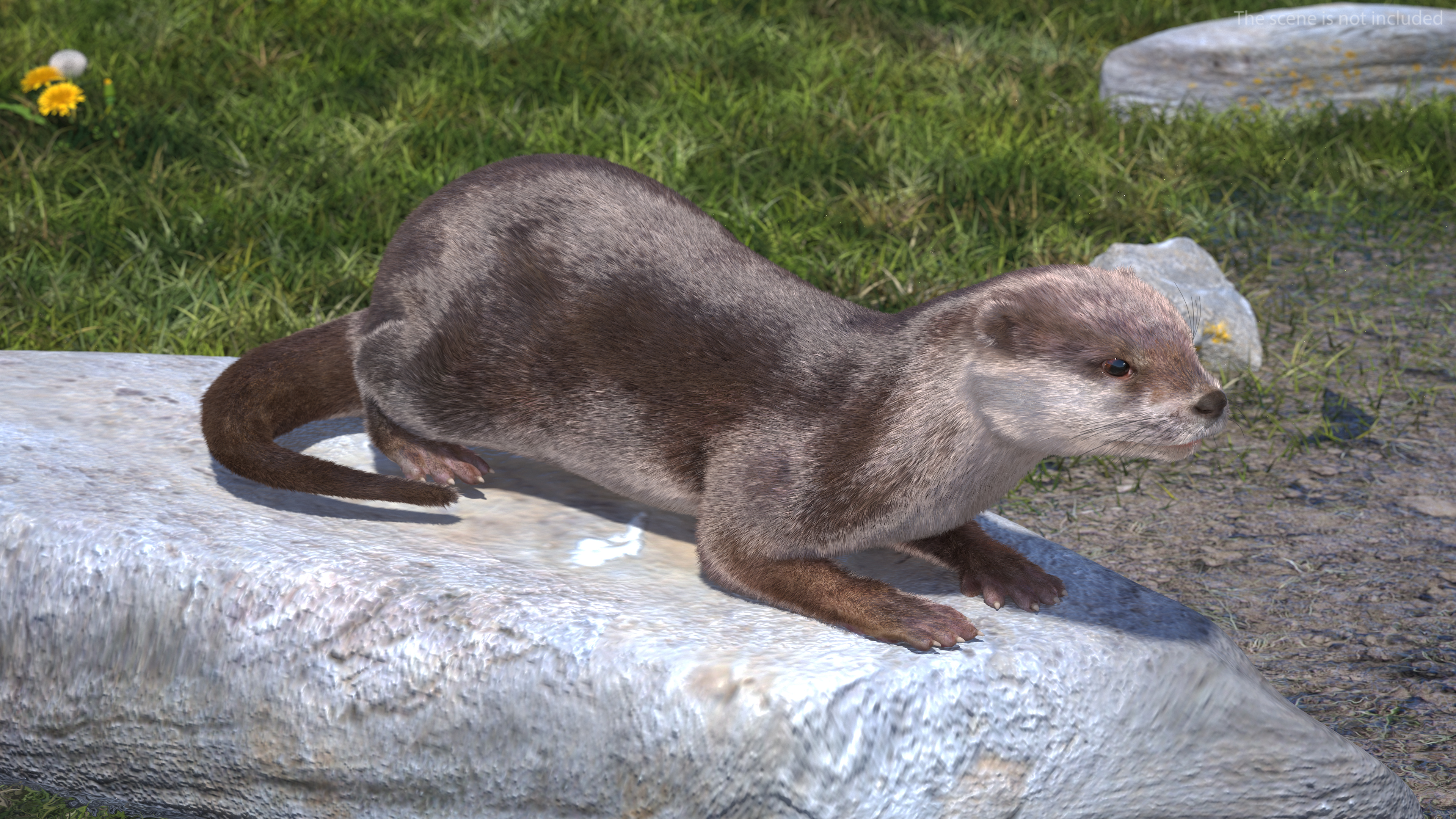 3D model North American Otter Lying Pose Fur