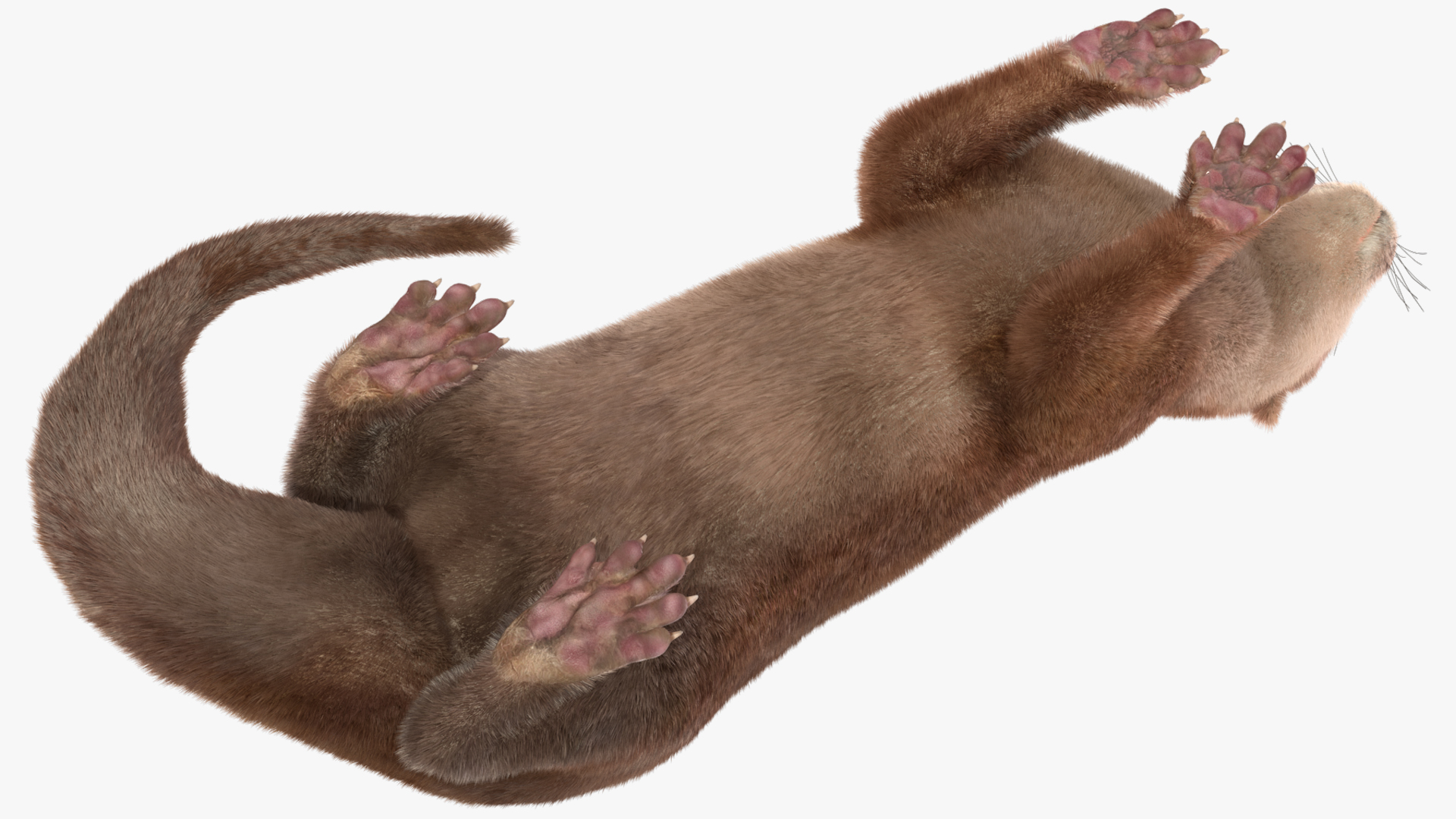 3D model North American Otter Lying Pose Fur