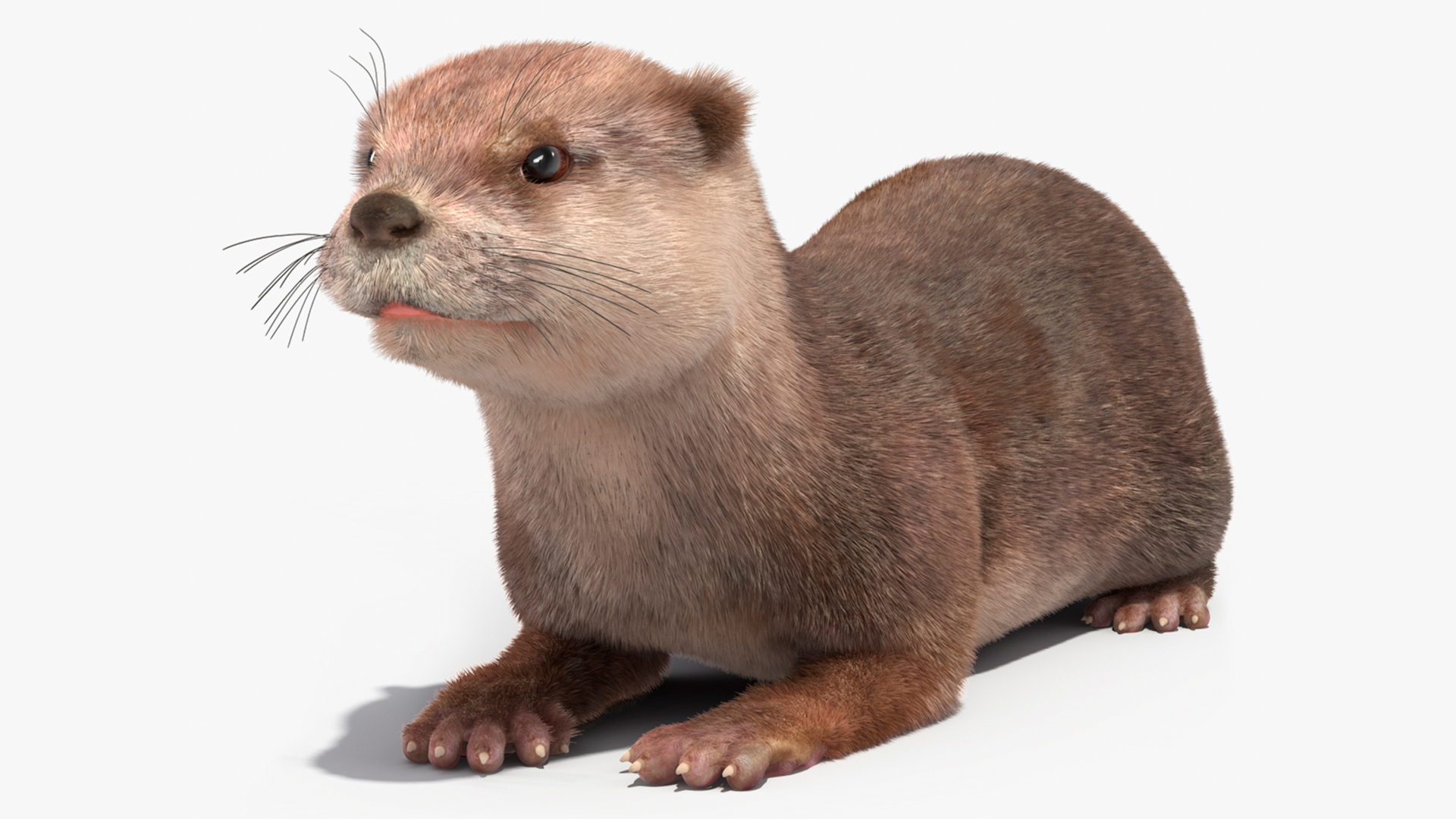 3D model North American Otter Lying Pose Fur