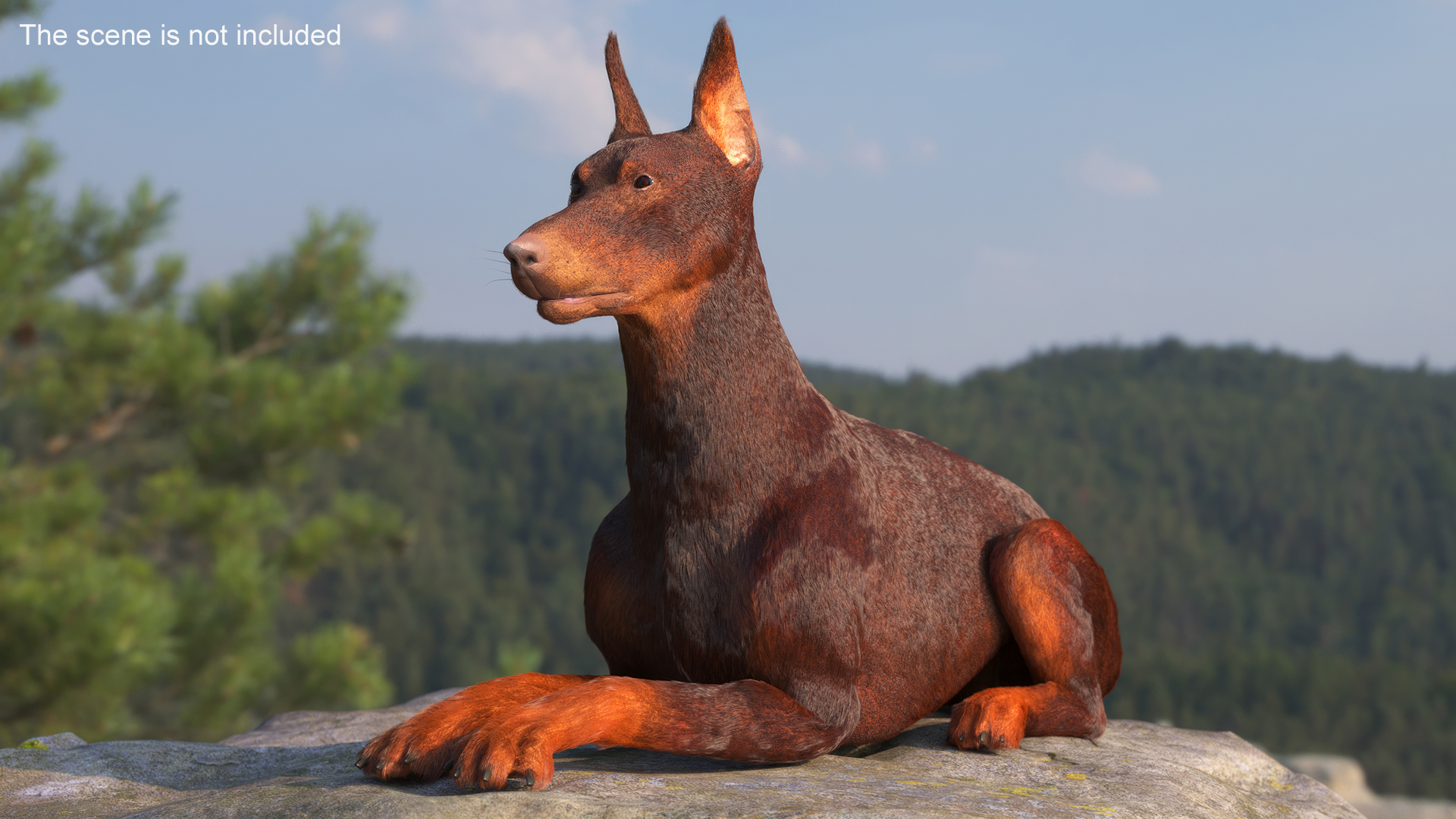 3D Brown Doberman Pinscher Lying Down Fur model