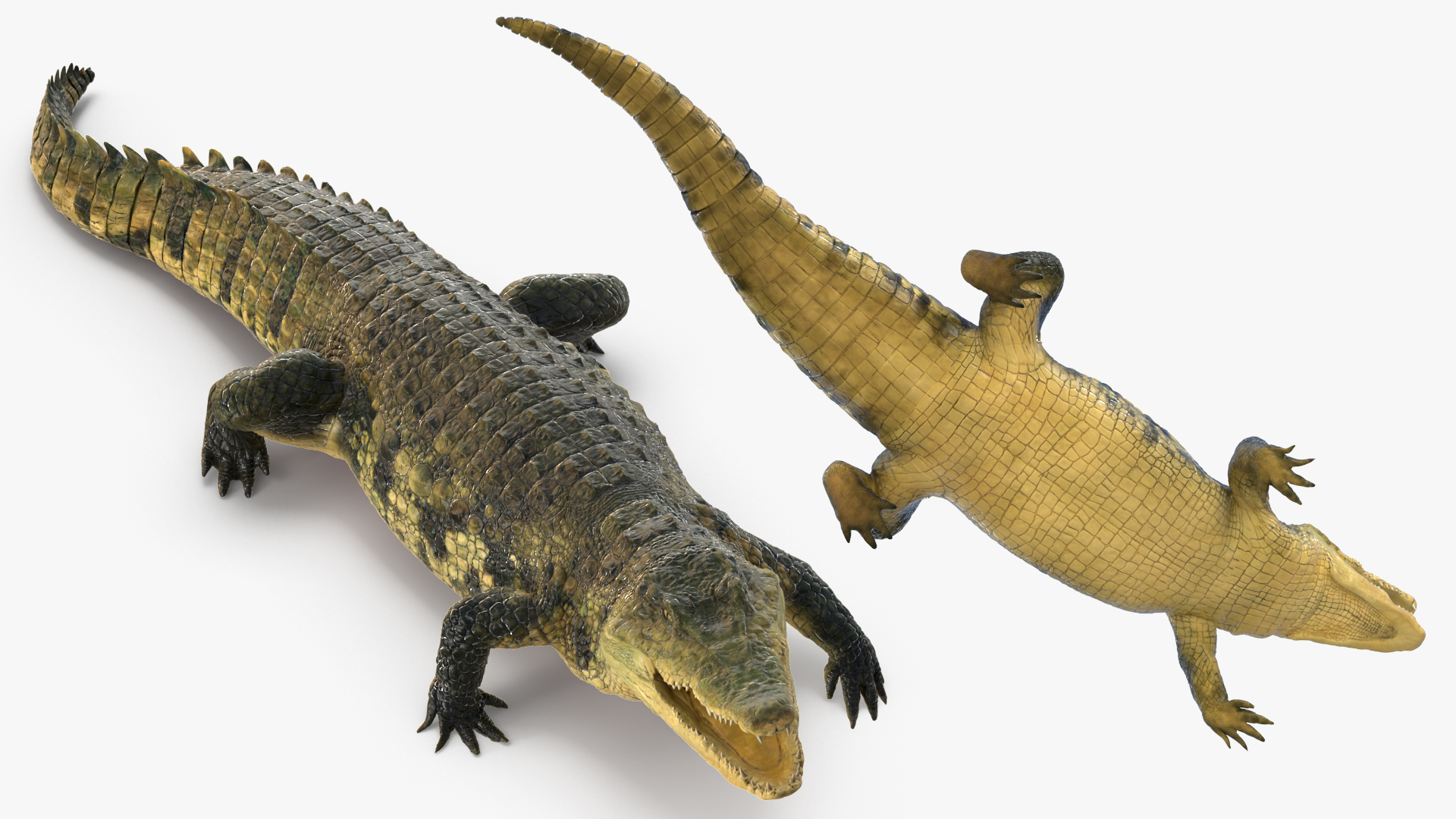 Animated Crocodile Attack Rigged 3D