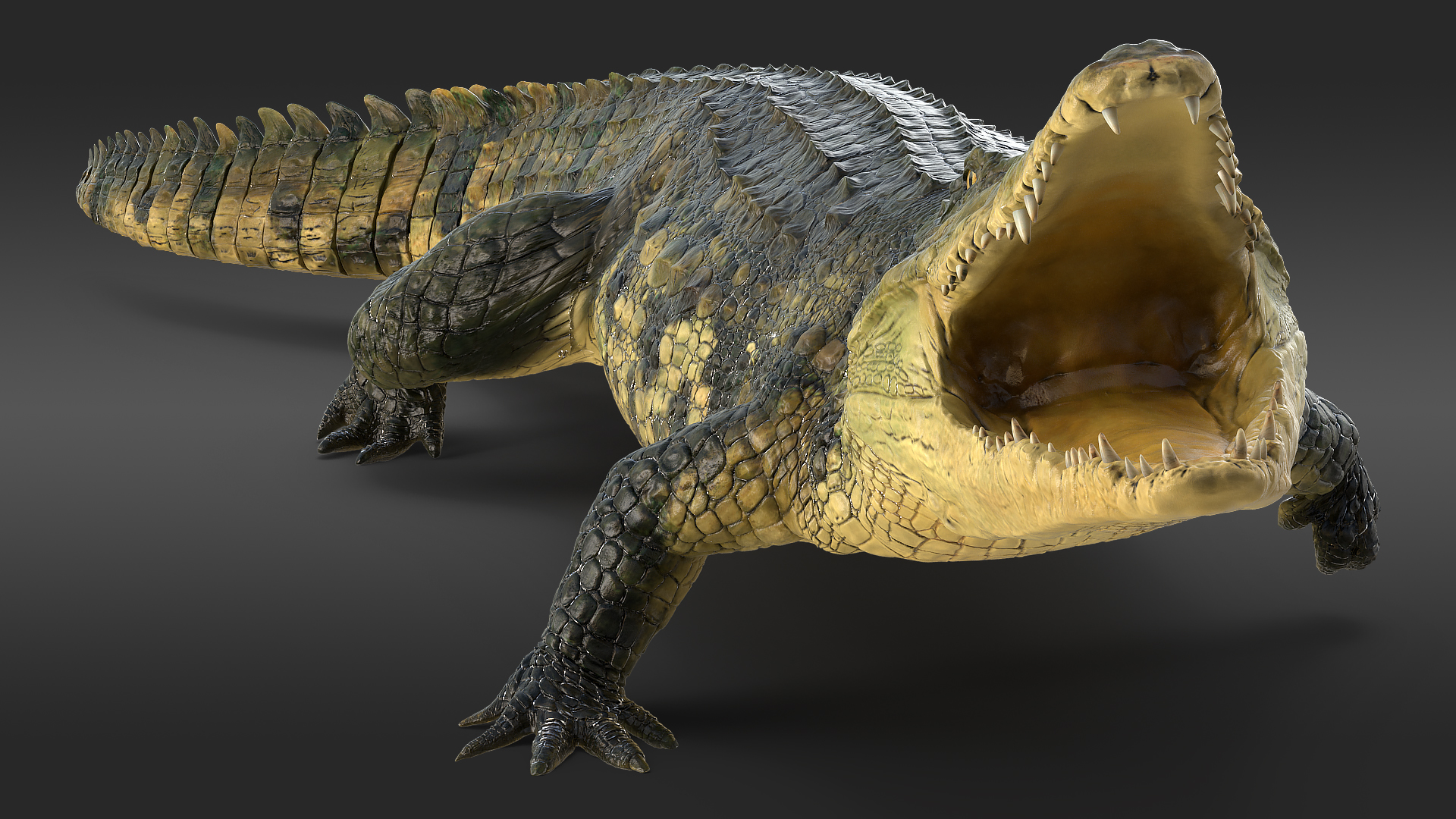 Animated Crocodile Attack Rigged 3D