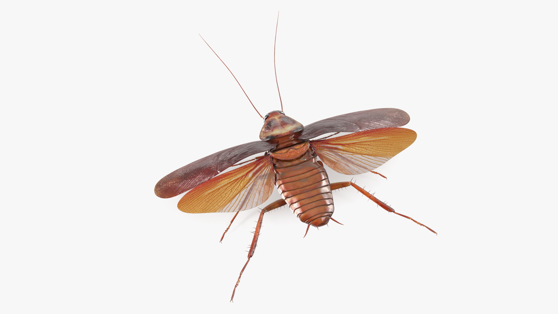 3D Flying Cockroach T-Pose model