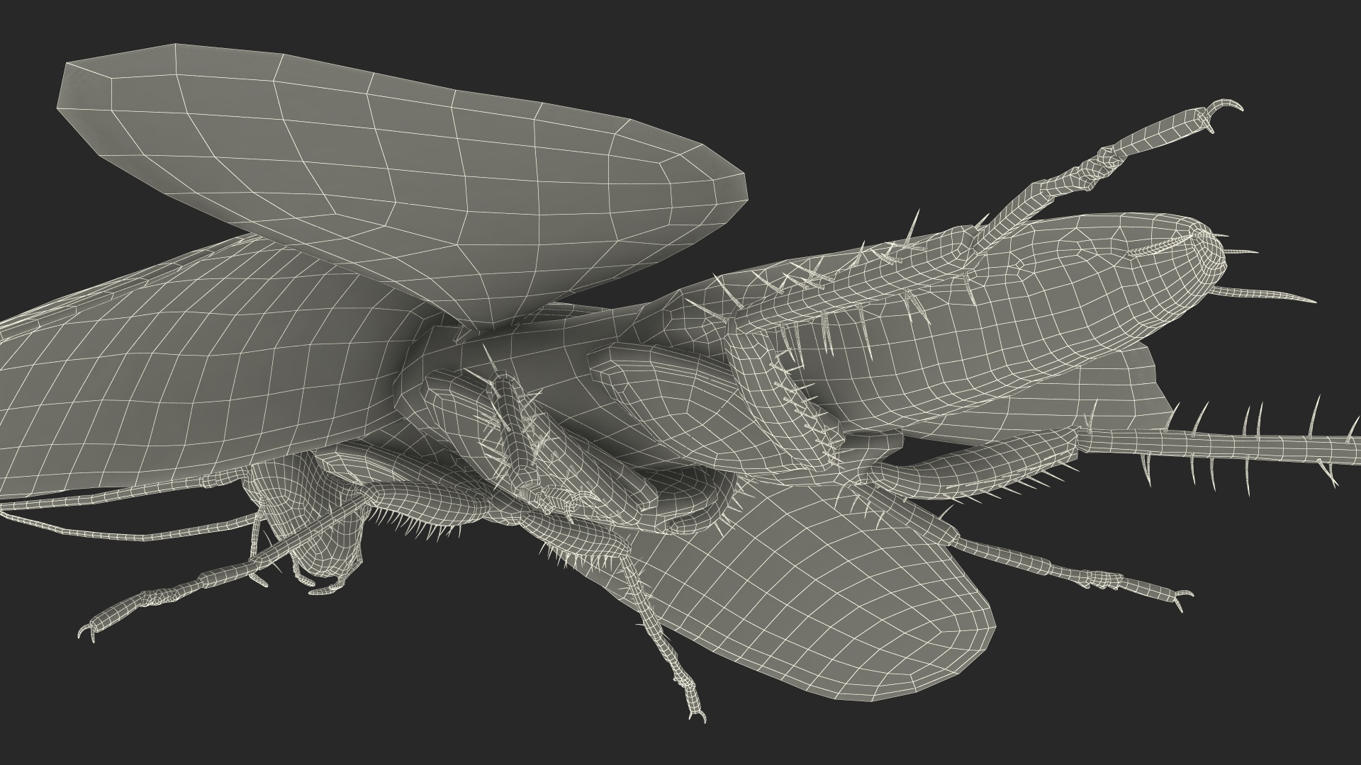 3D Flying Cockroach T-Pose model