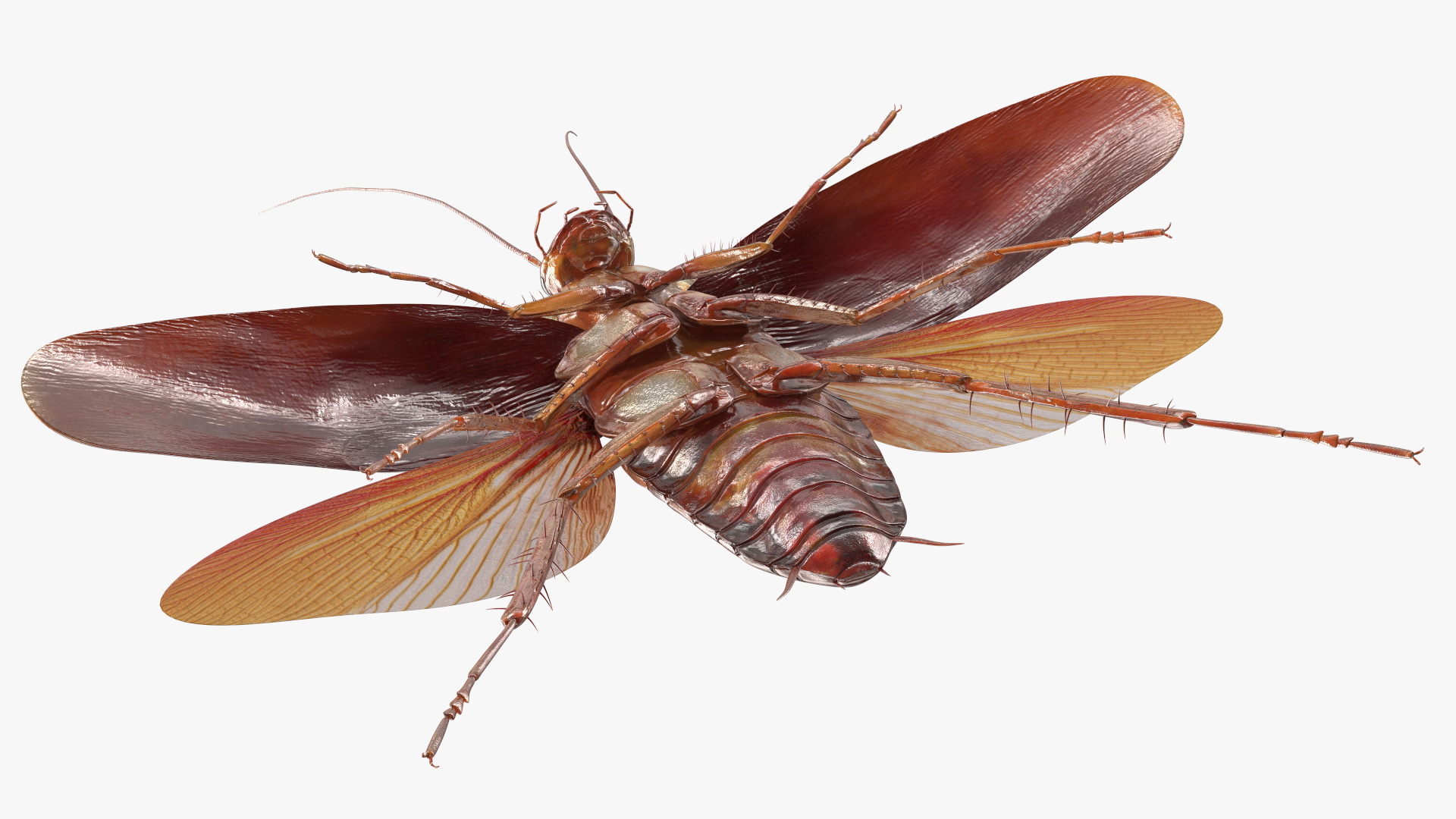 3D Flying Cockroach T-Pose model