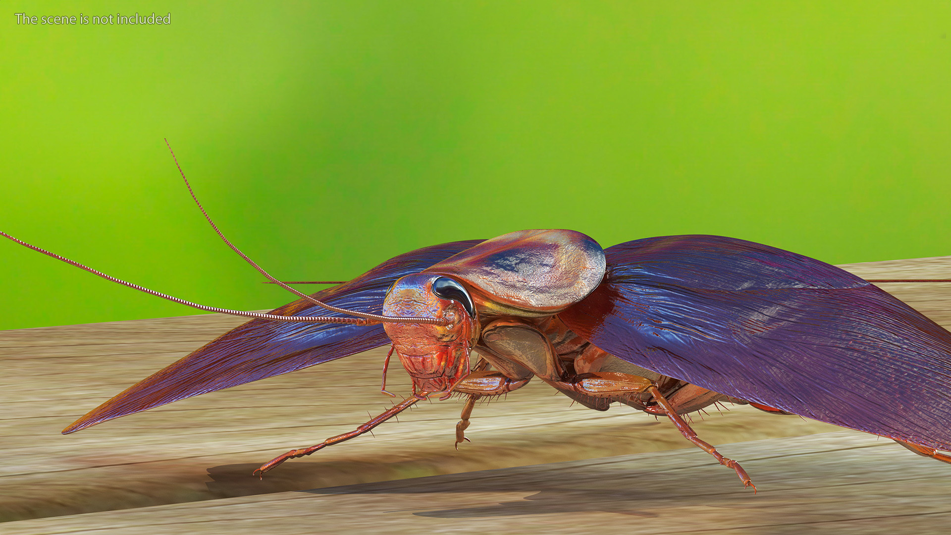 3D Flying Cockroach T-Pose model