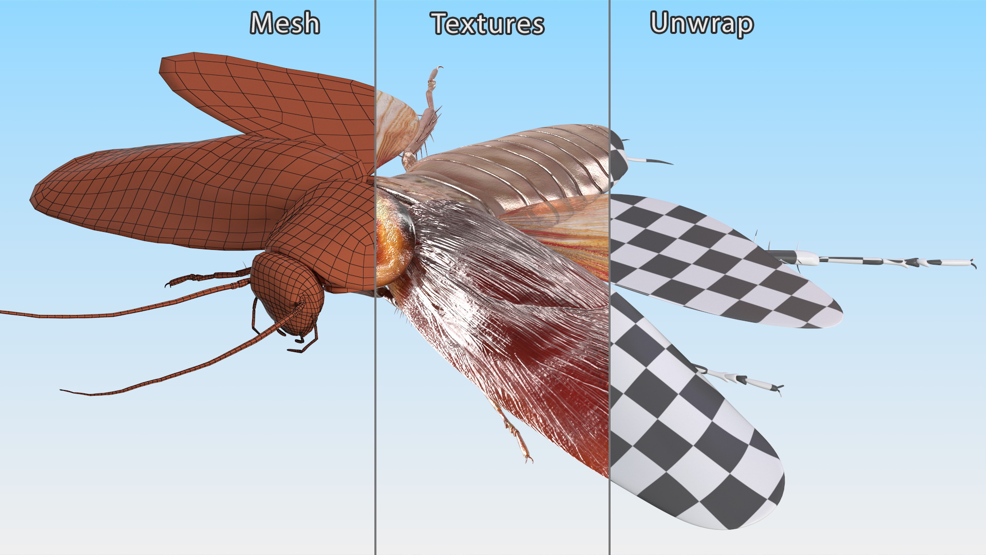 3D Flying Cockroach T-Pose model