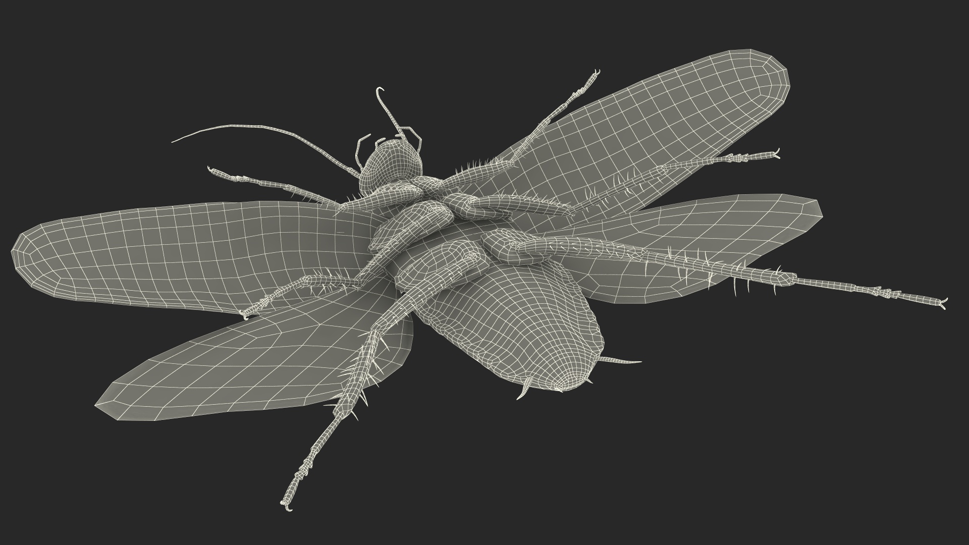 3D Flying Cockroach T-Pose model