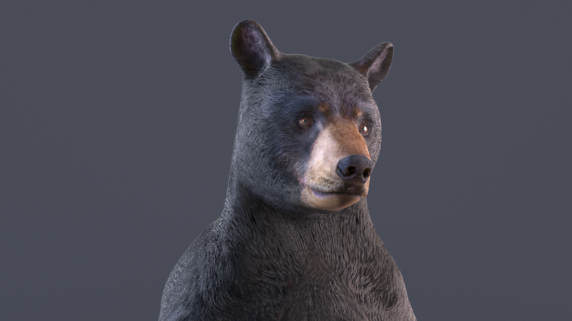 Standing Black Bear 3D model