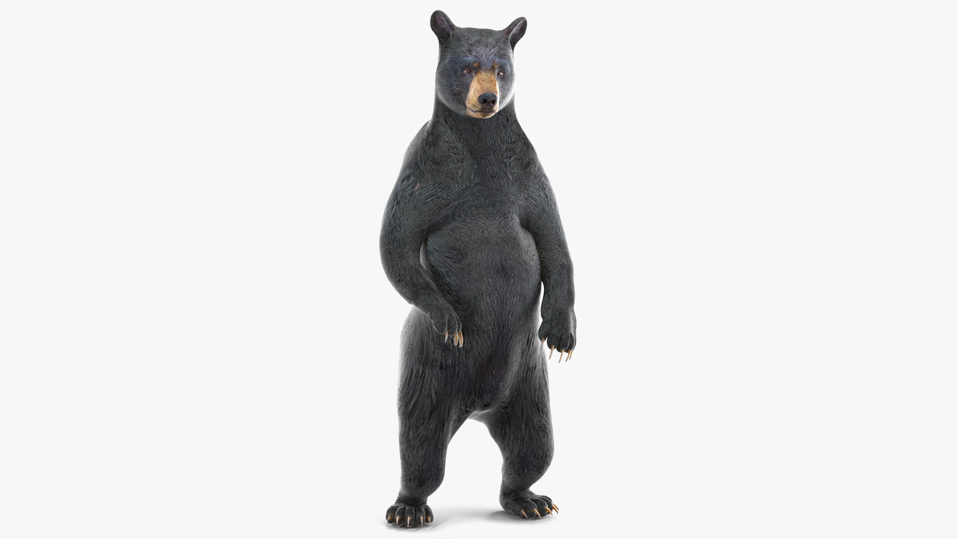 Standing Black Bear 3D model