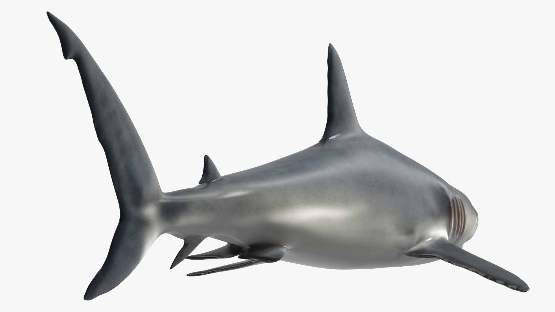 3D Caribbean Reef Shark Rigged for Maya