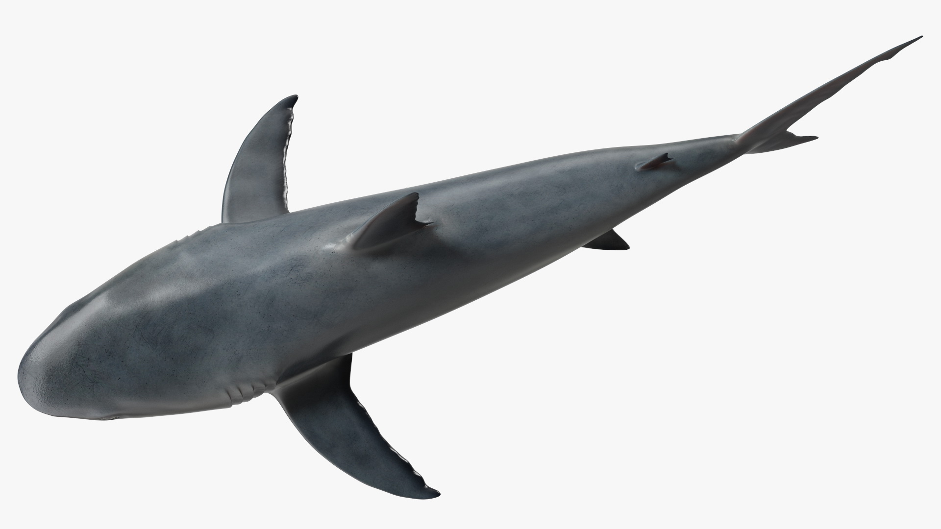 3D Caribbean Reef Shark Rigged for Maya