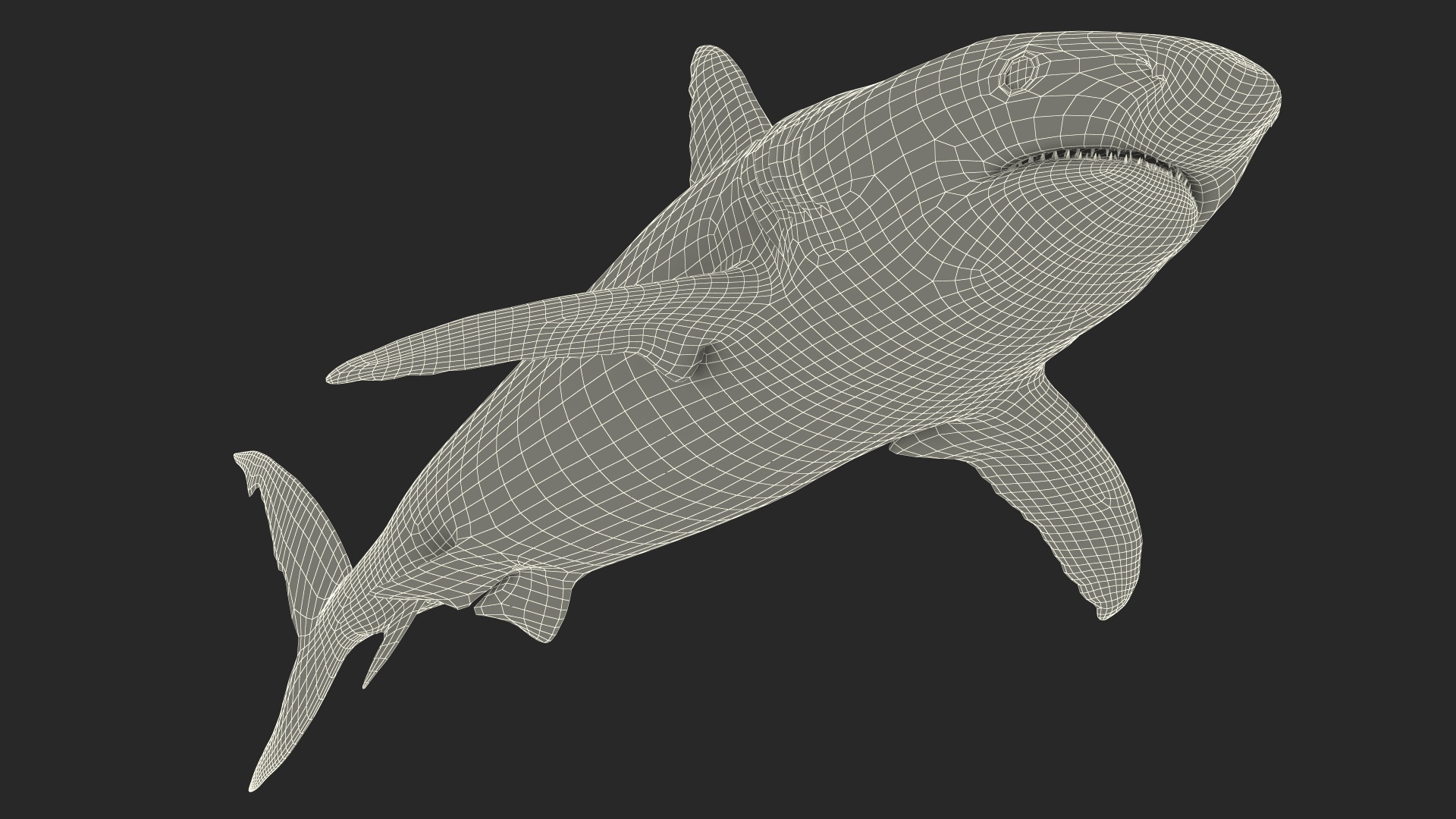 3D Caribbean Reef Shark Rigged for Maya