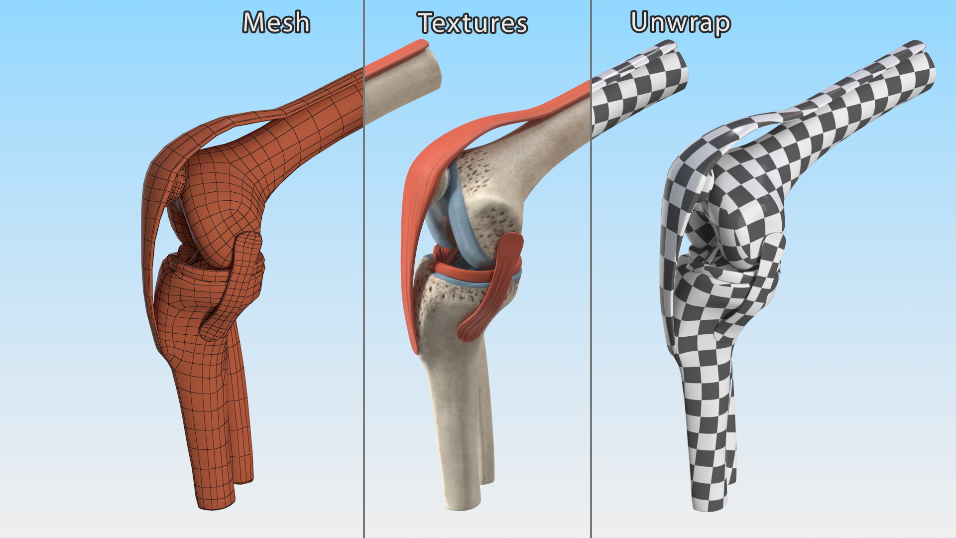 Knee Joint Model Bent State 3D