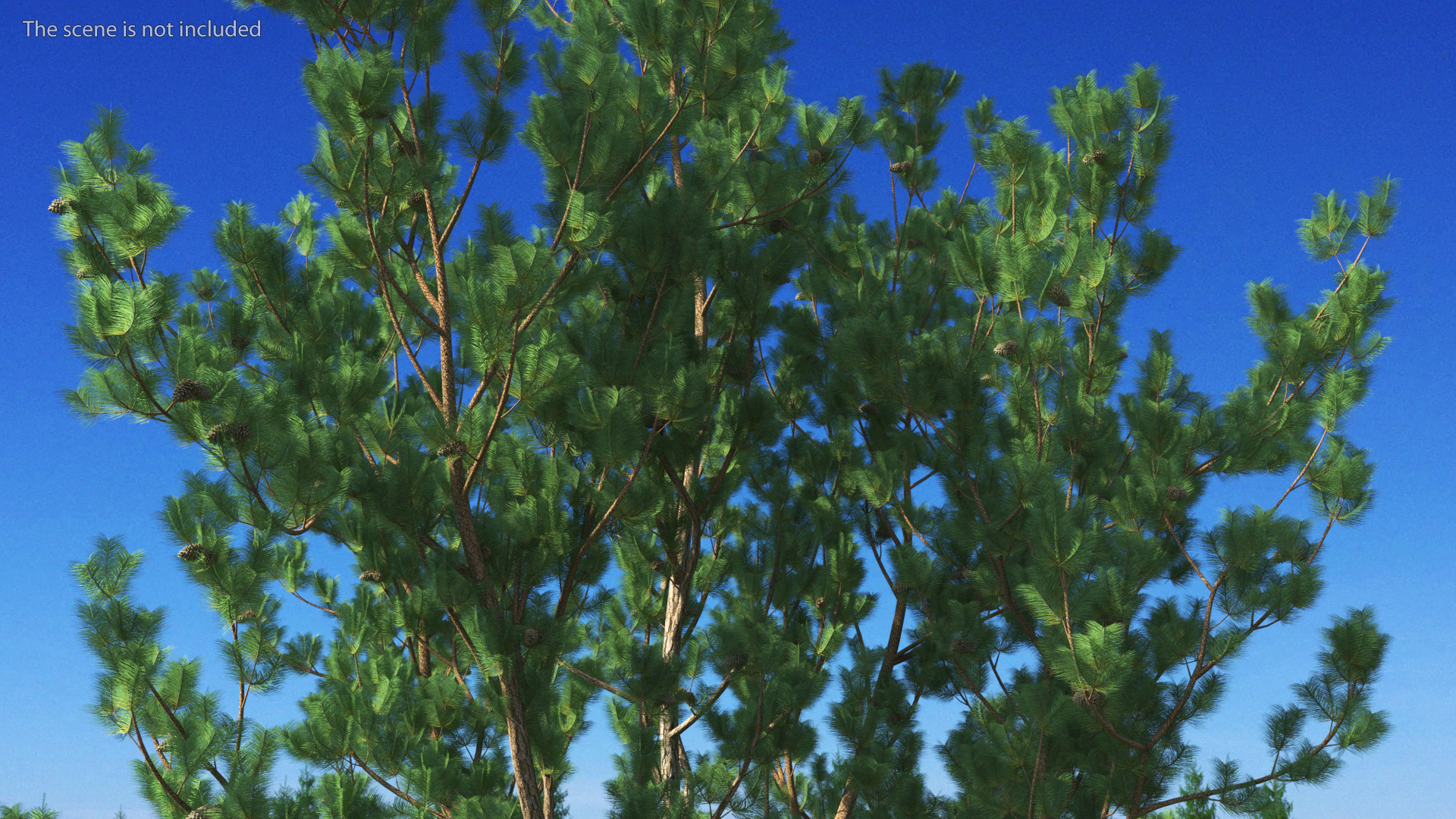 3D Loblolly Pine model