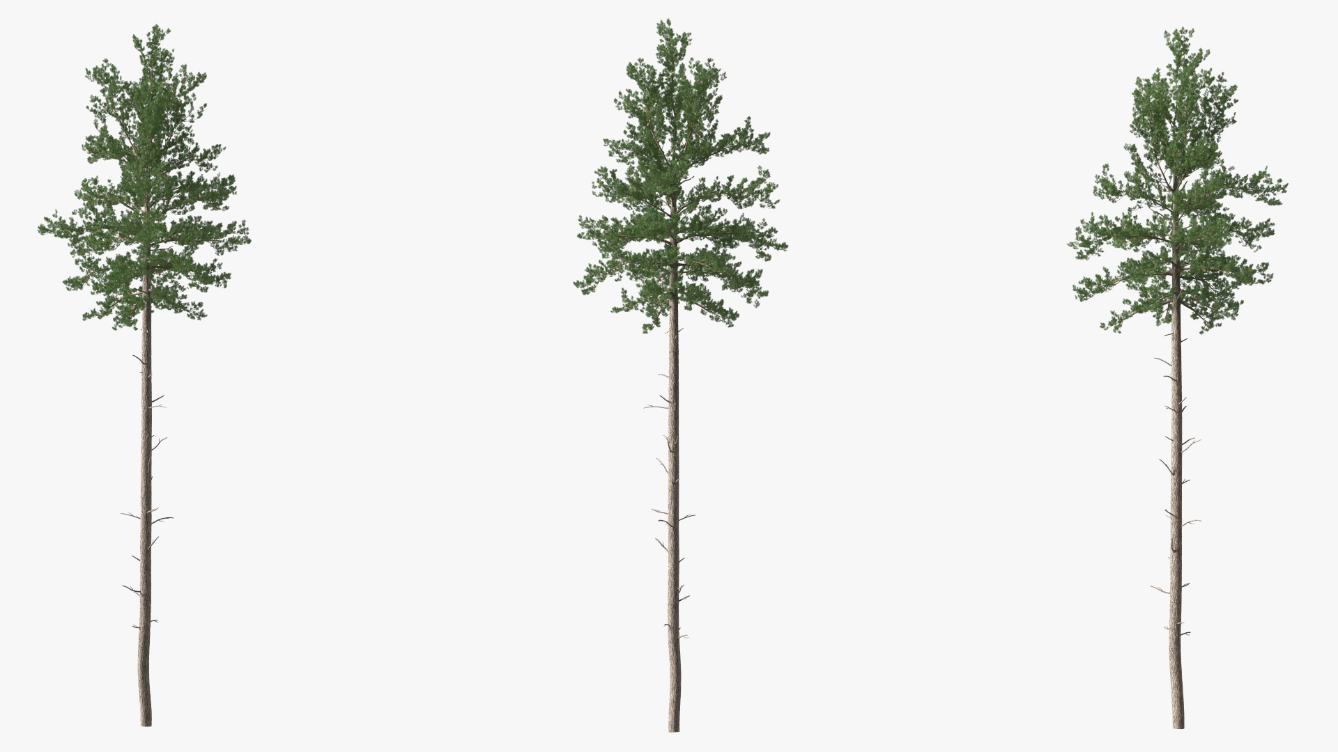 3D Loblolly Pine model