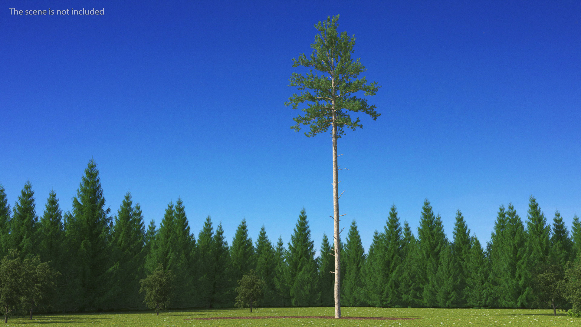 3D Loblolly Pine model